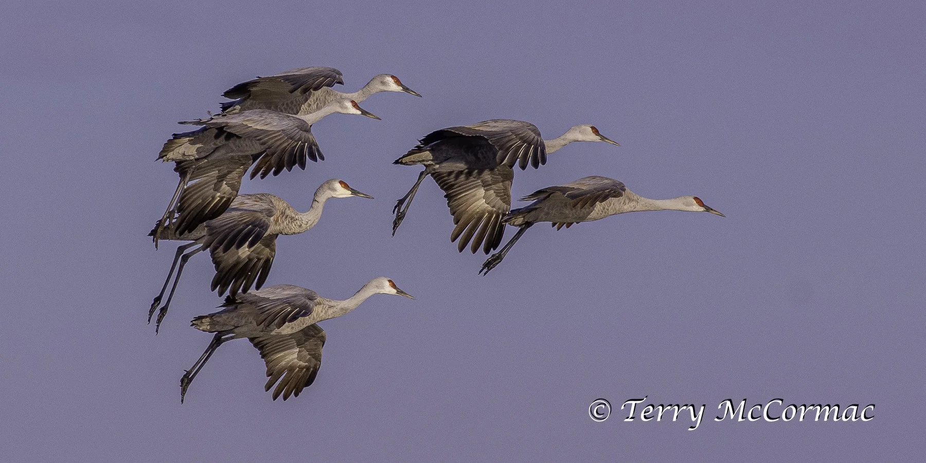 Sandhill Cranes, Barker Ranch Richland, WA
