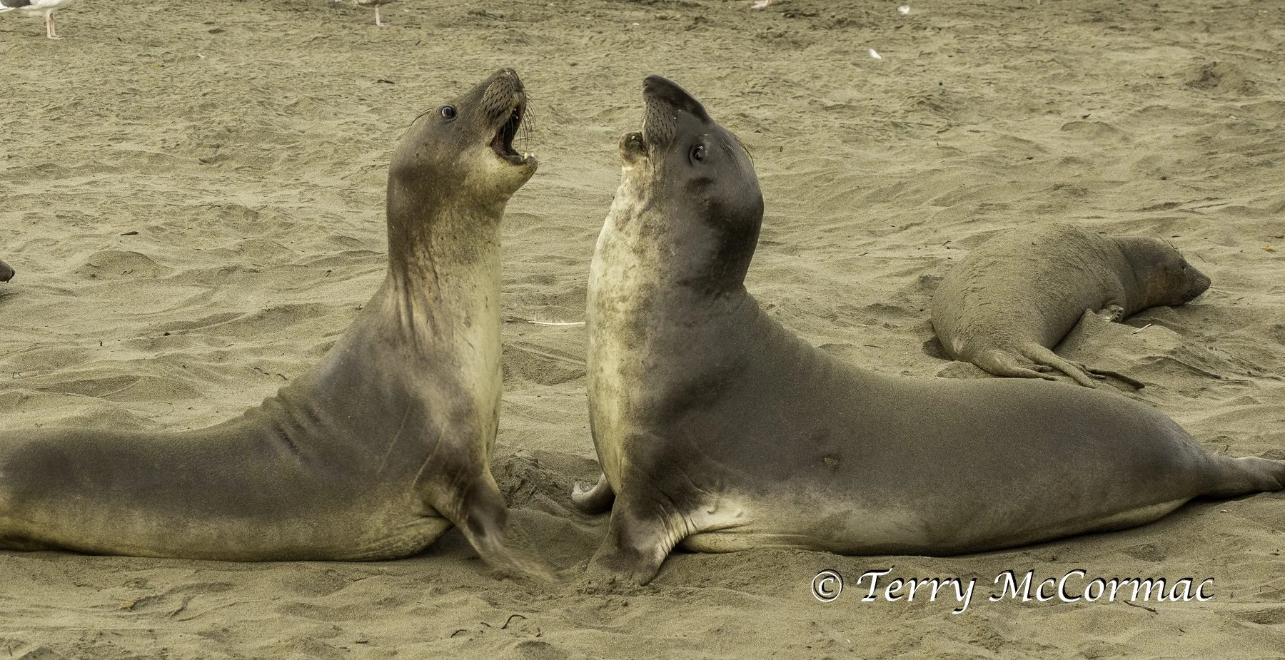 Young Northern Elephant Seal, Piedras Blancas, CA