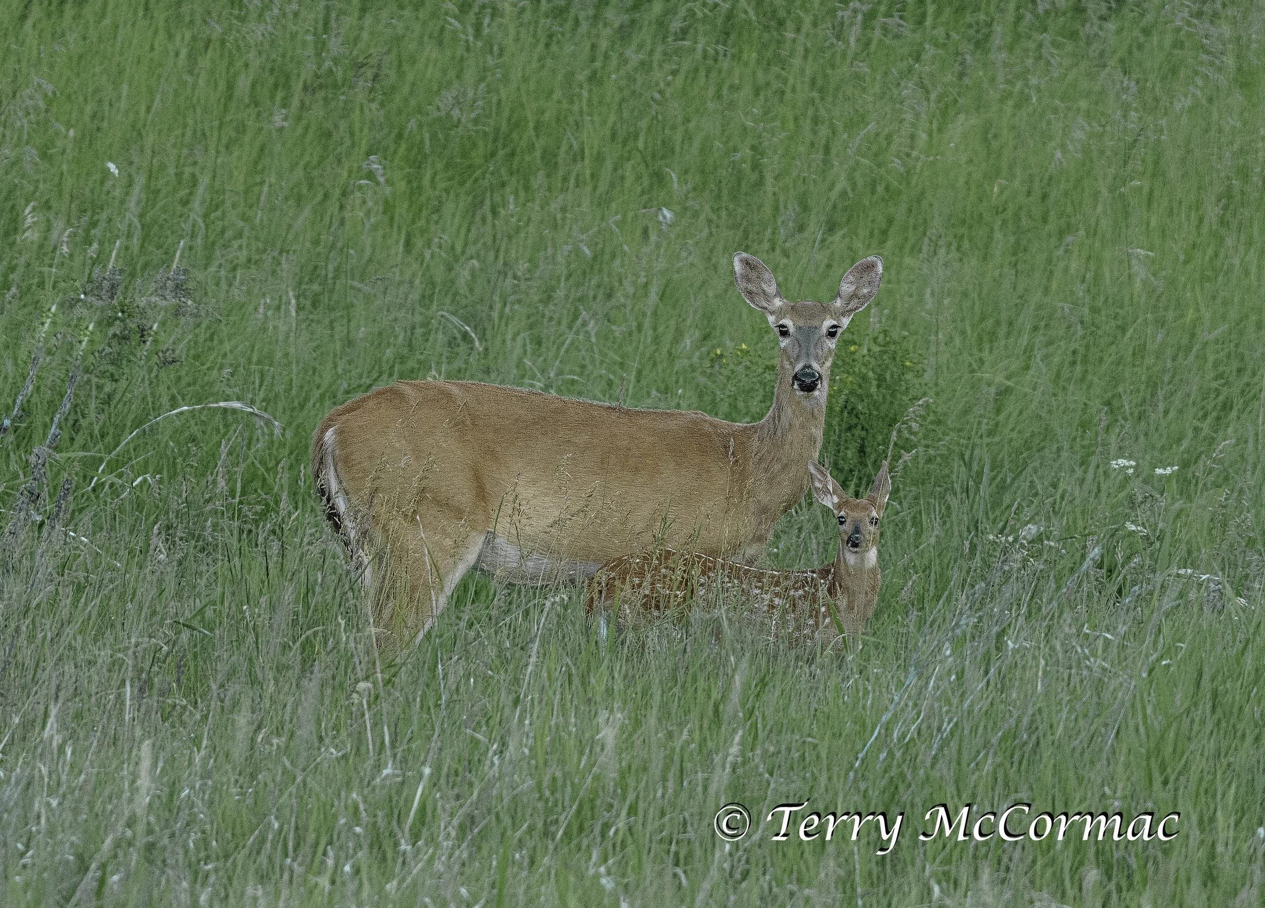 White-tailed Deer, Mother with young, Kootenai NWR, ID