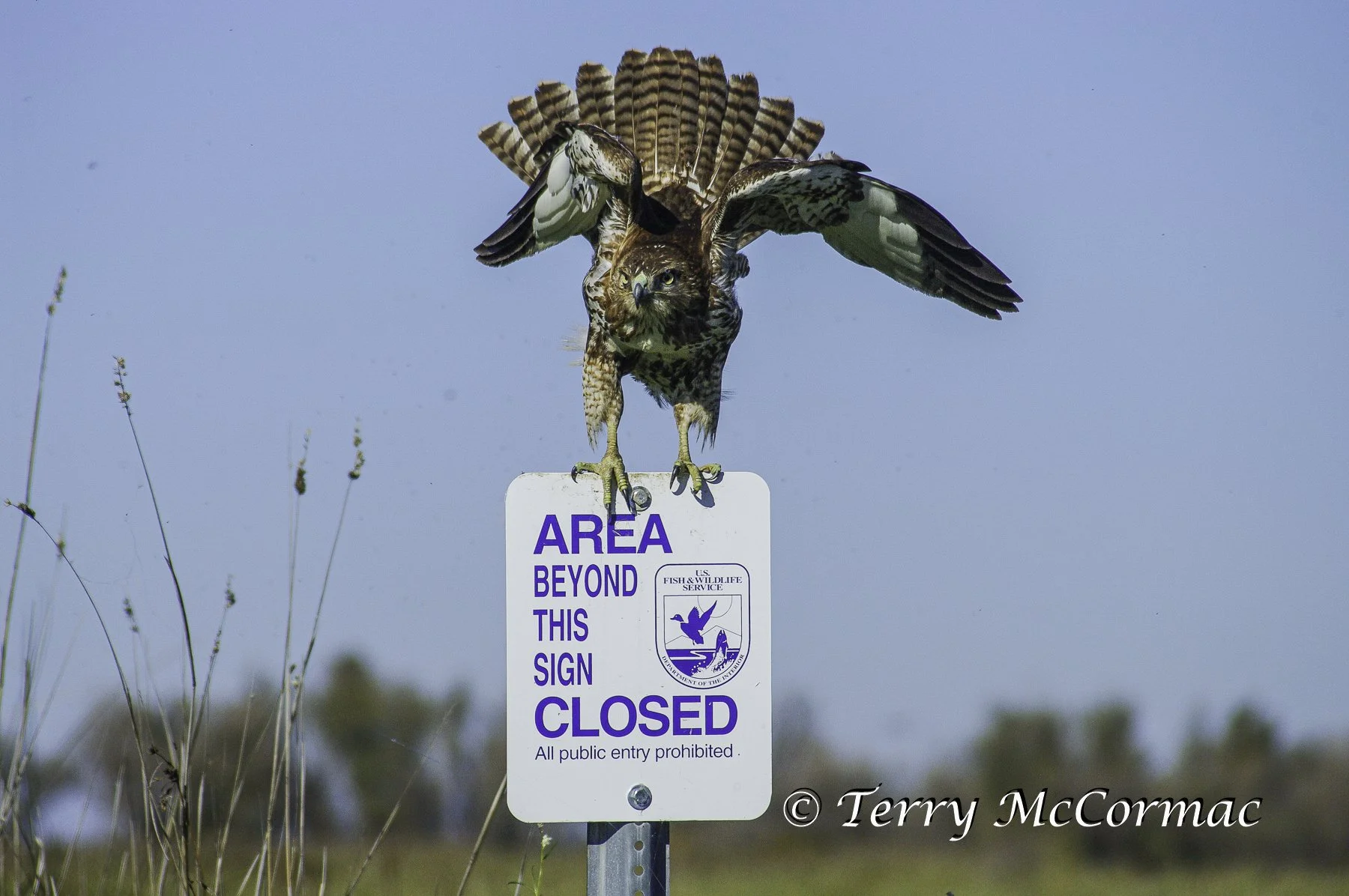 Red Tailed Hawk, Sacramento National Wildlife Refuge, CA