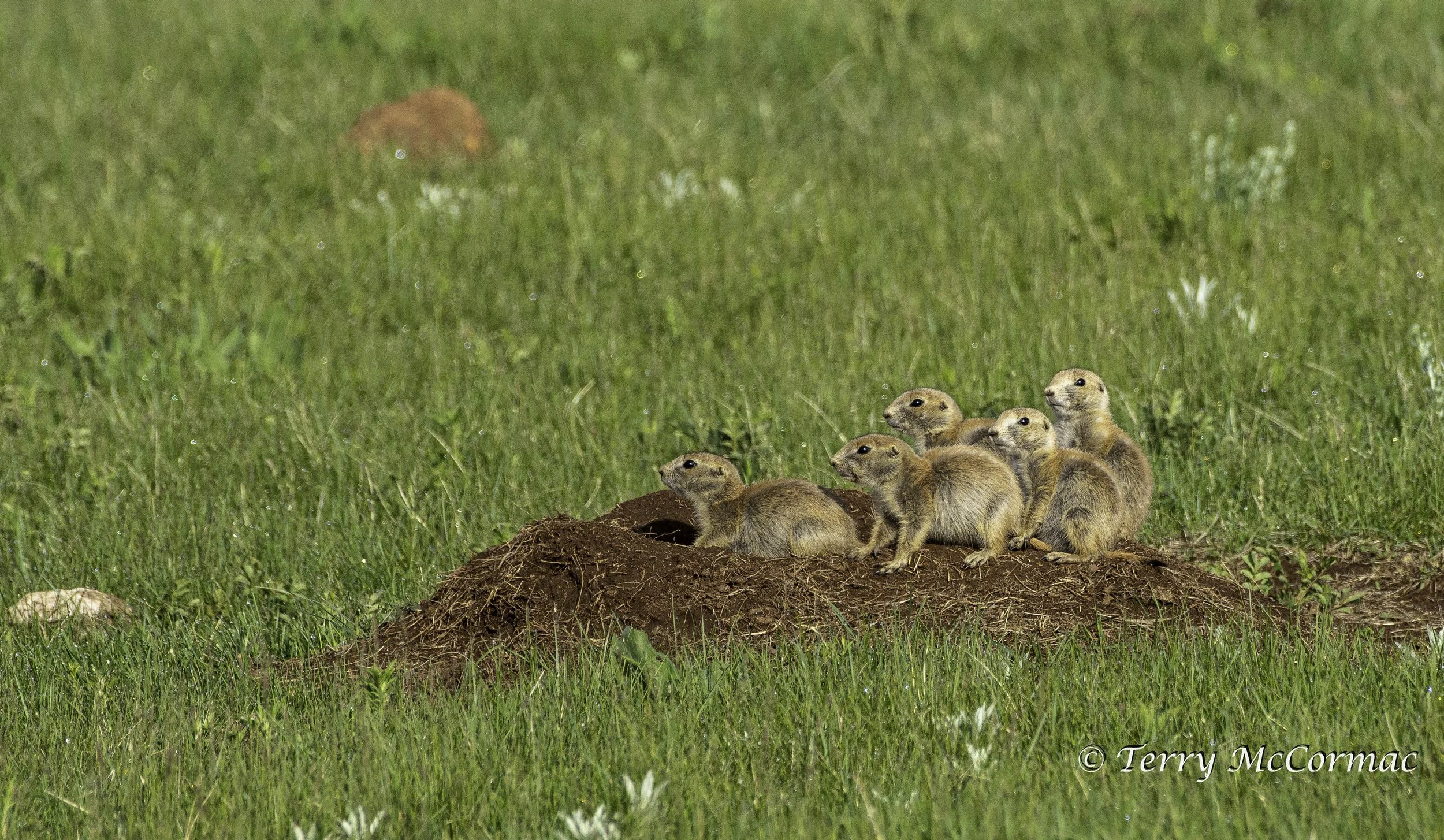 Black-tailed prairie dogs, Custer State Park