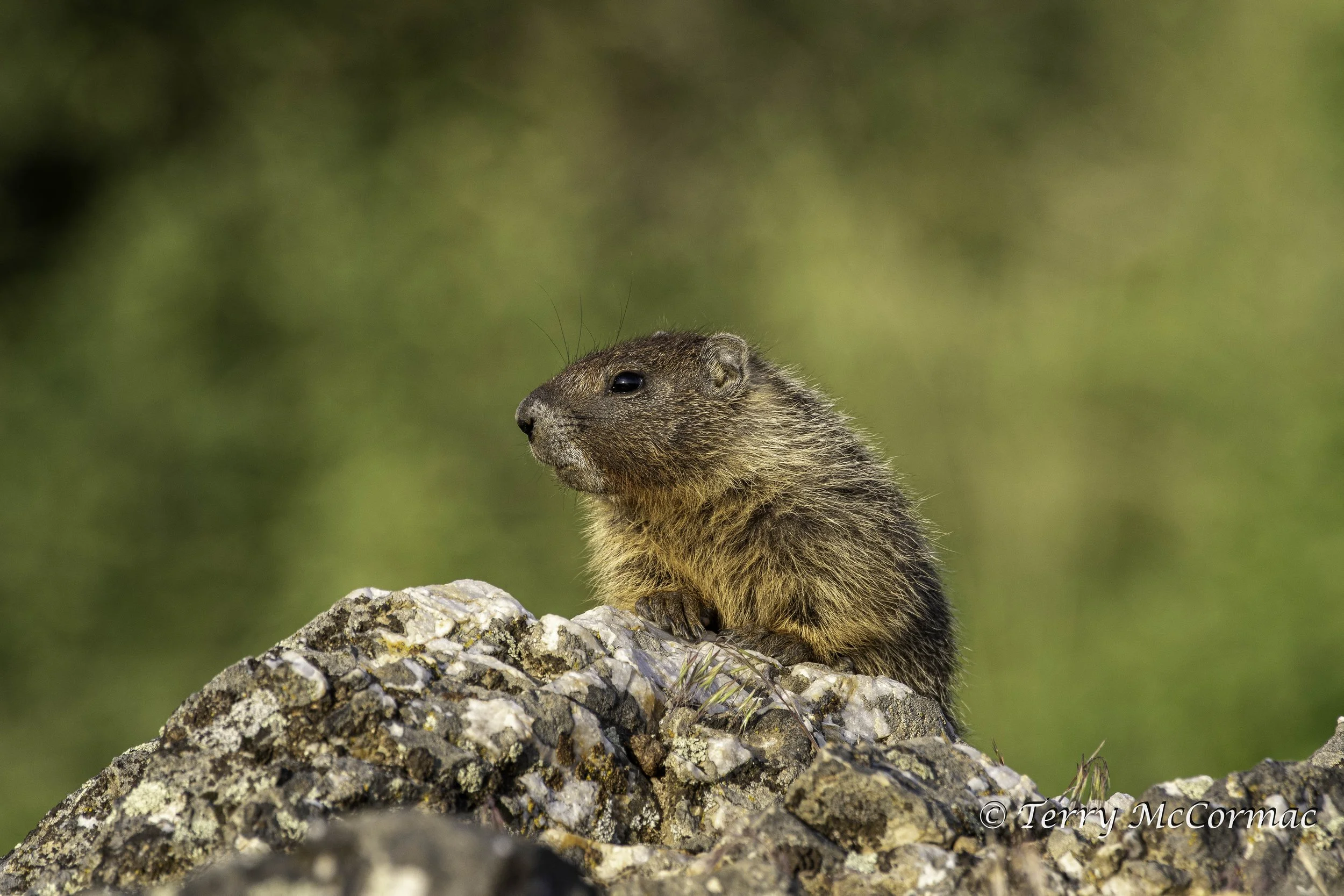 Hoary Marmot, The Palouse