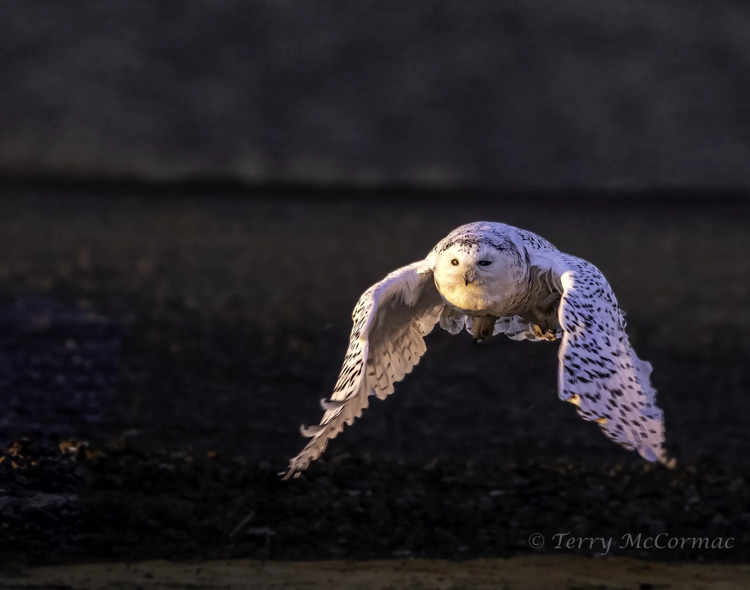Snowy Owl Kennewick, WA