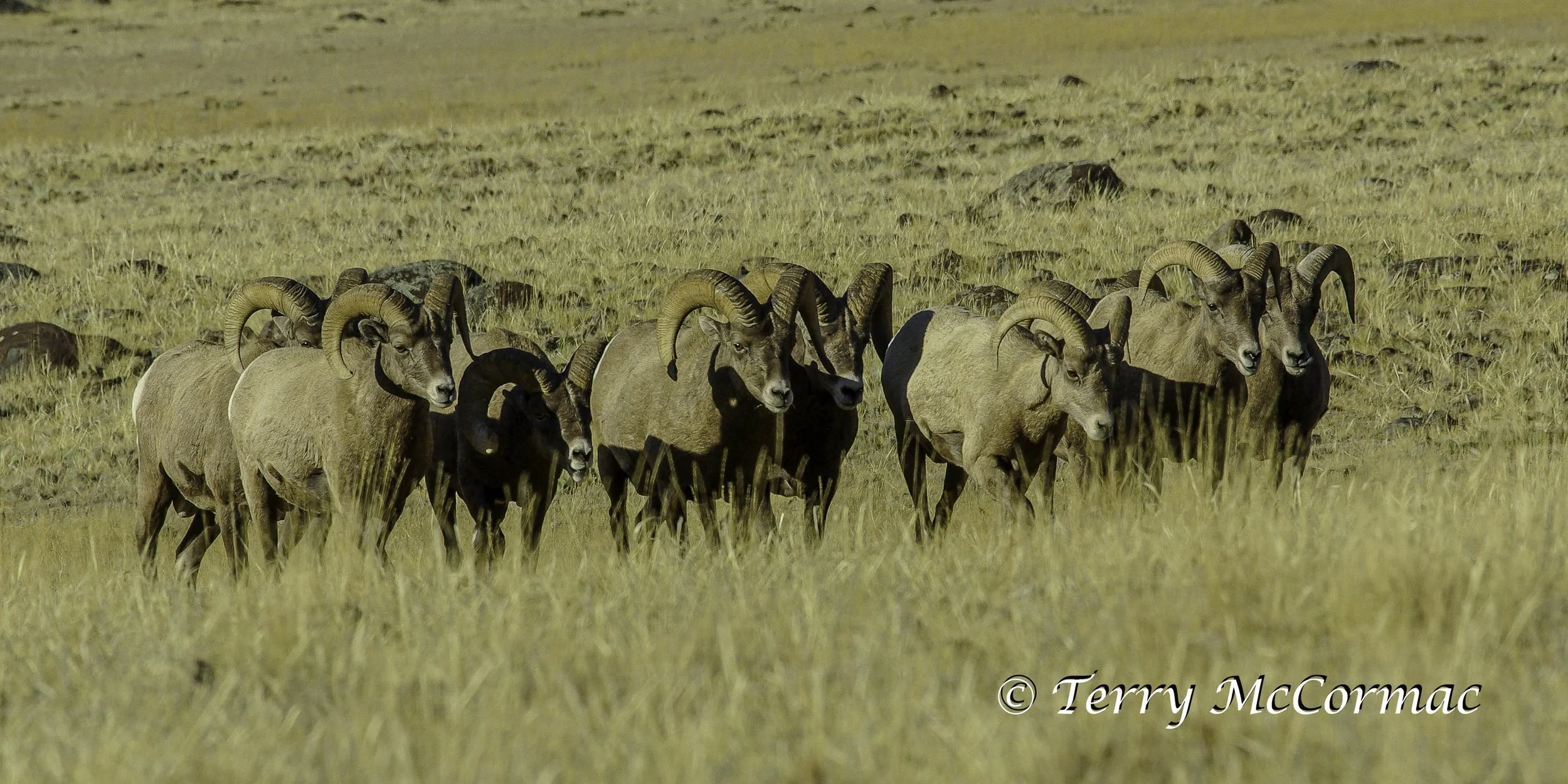 Rocky Mountain Bighorn Rams, Yellowstone National Park, WY 