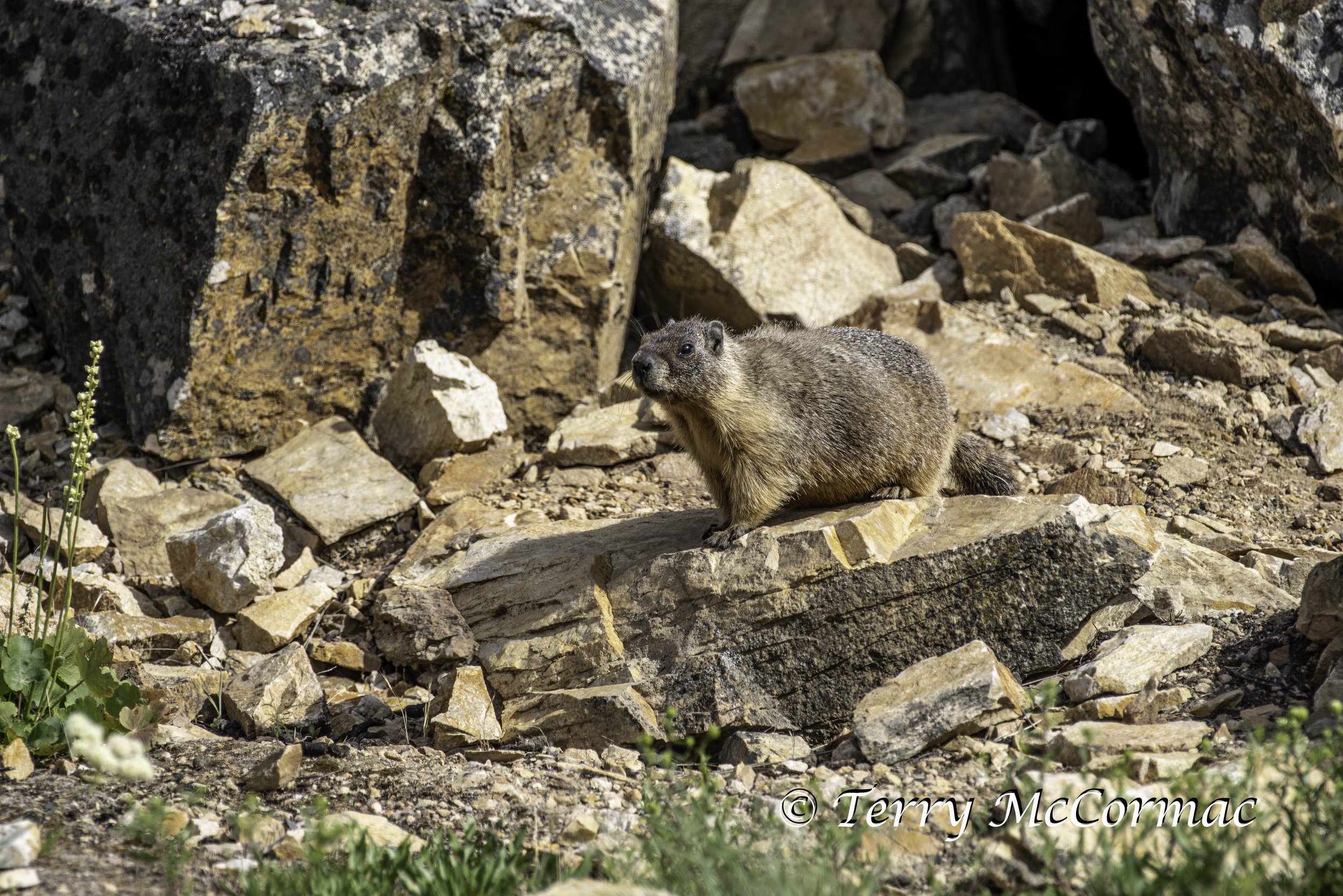 Marmot Steptoe Butte State Park, WA
