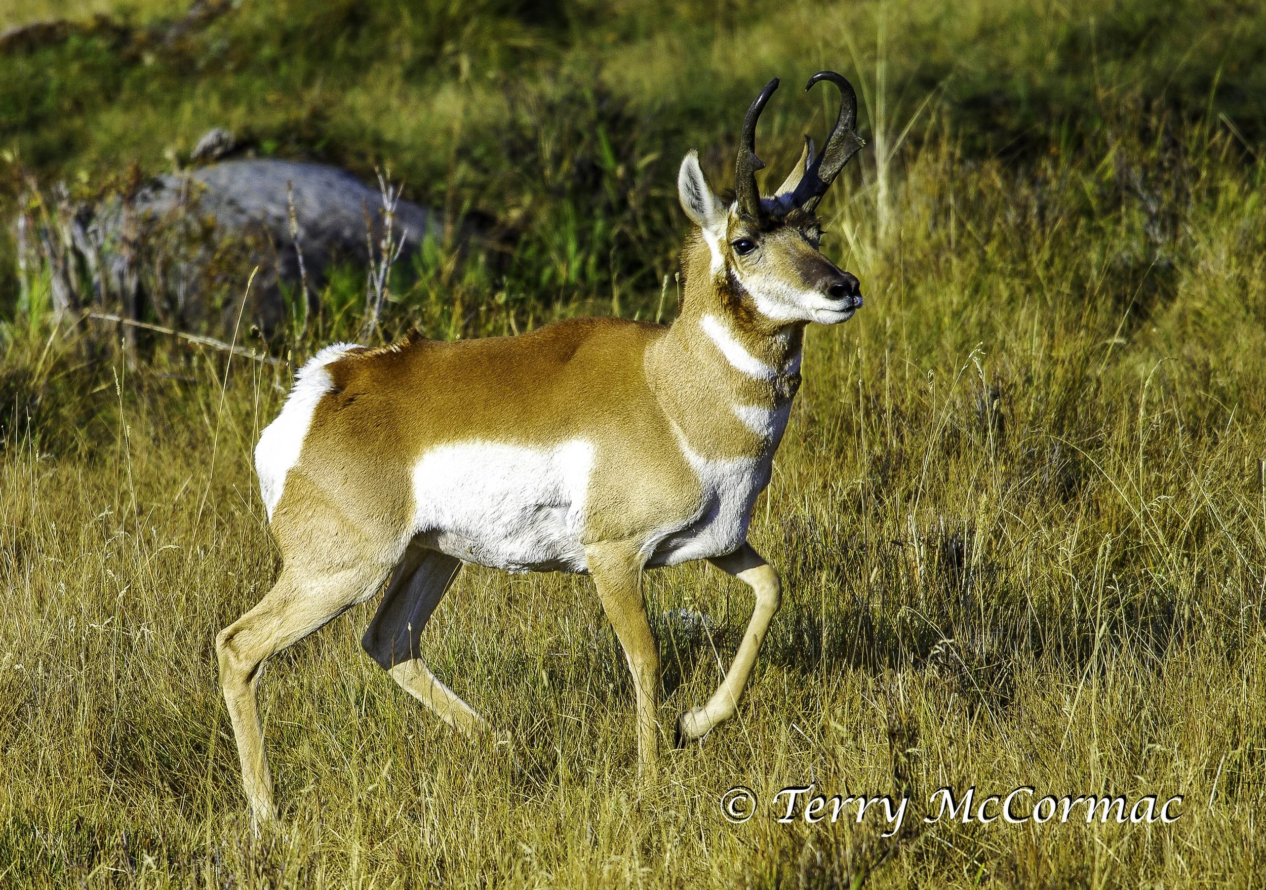 Pronghorn Antelope, Yellowstone National Park, WY