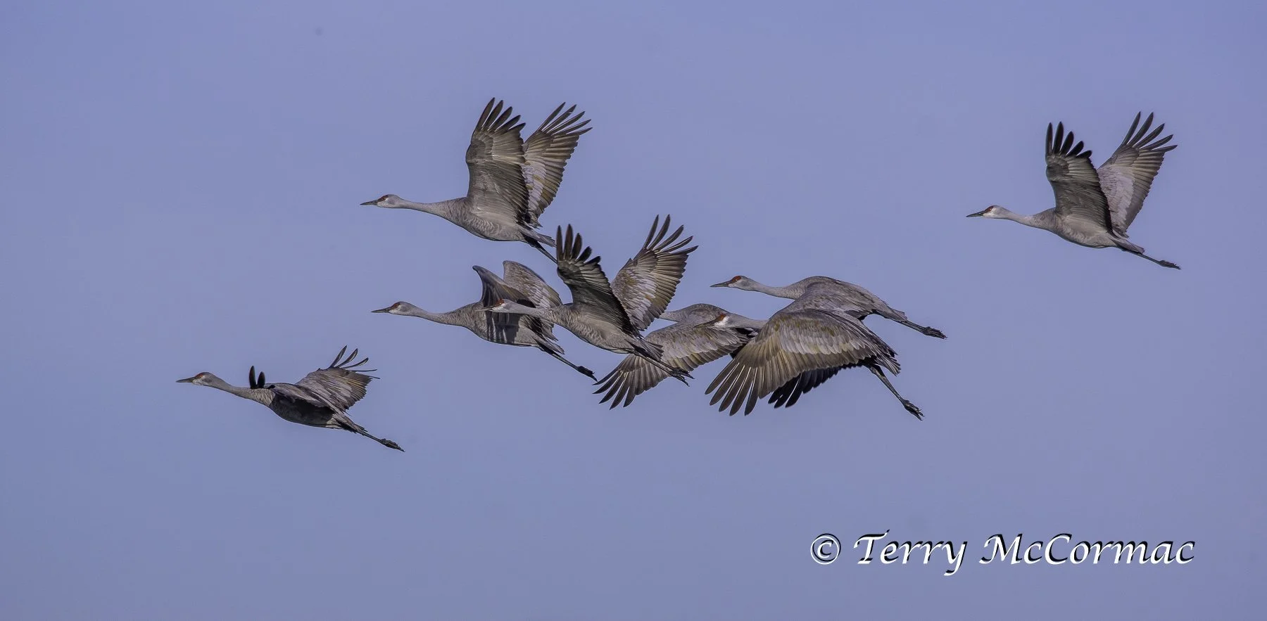 Sandhill Cranes at the Barker Ranch, Richland, WA