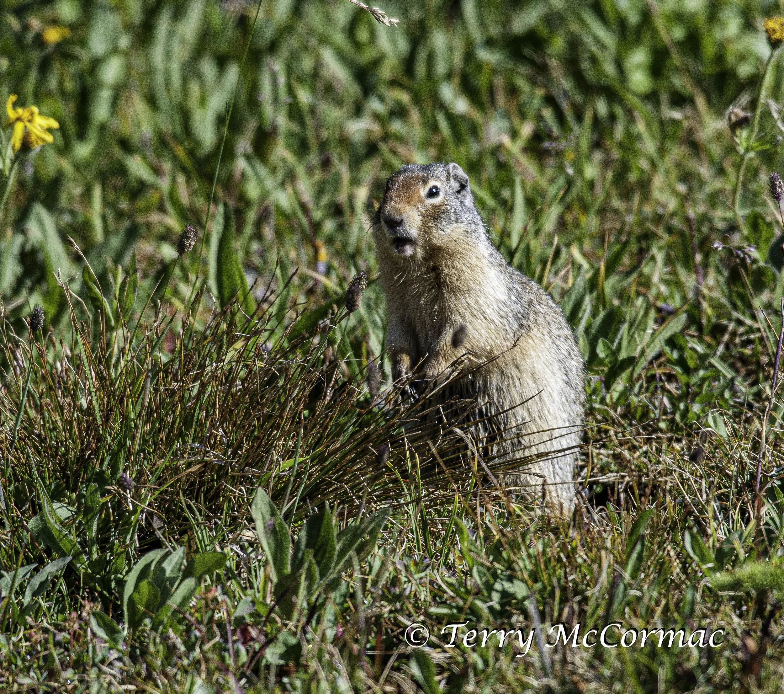Columbian Ground Squirrel, Glacier National Park