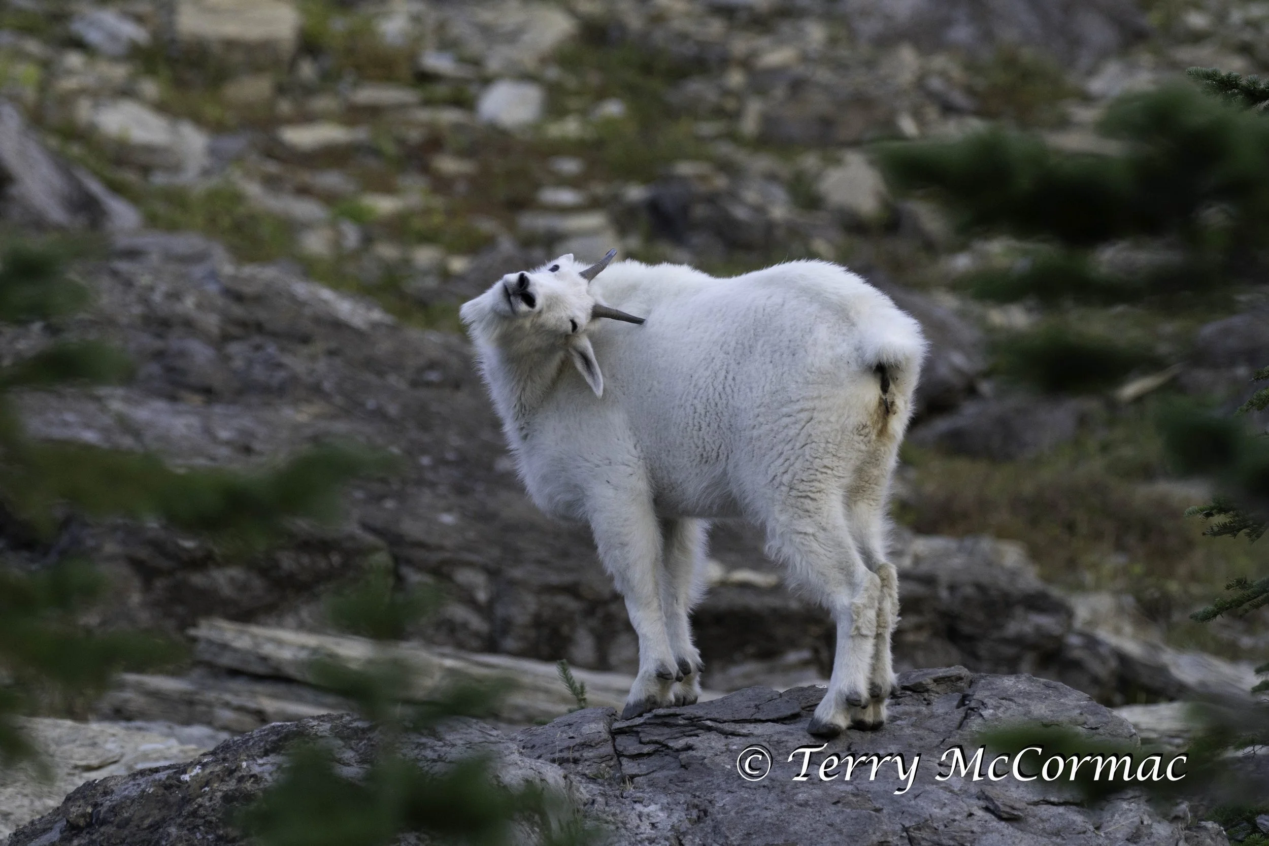 Mountian Goat, Glacier National Park, Montana