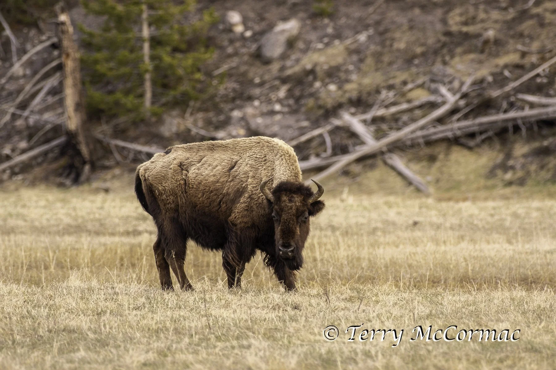 Bison "Buffalo"  Yellowstone National Park, WY
