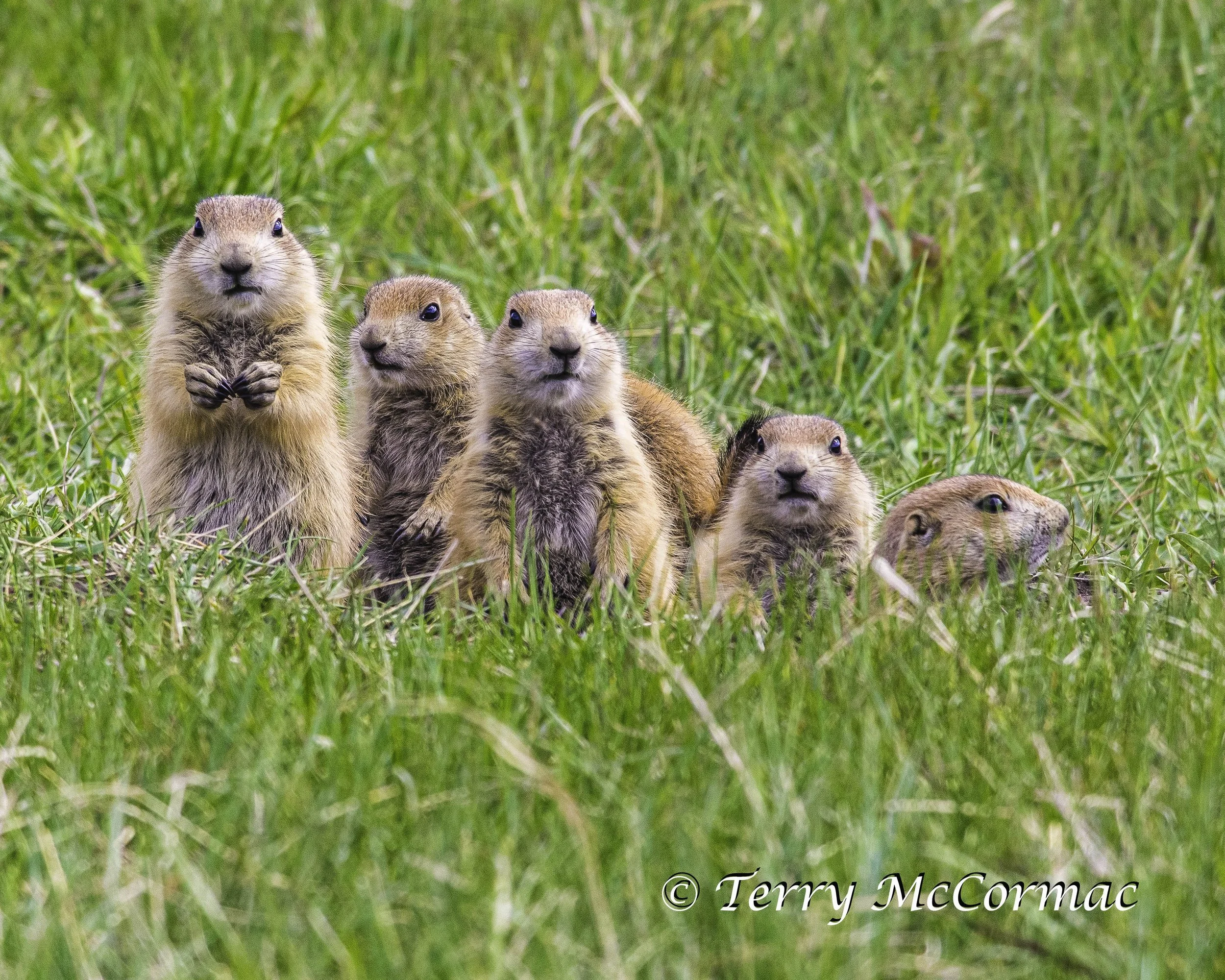 Black-Tailed Prairie Dog, Custer State Park, SD