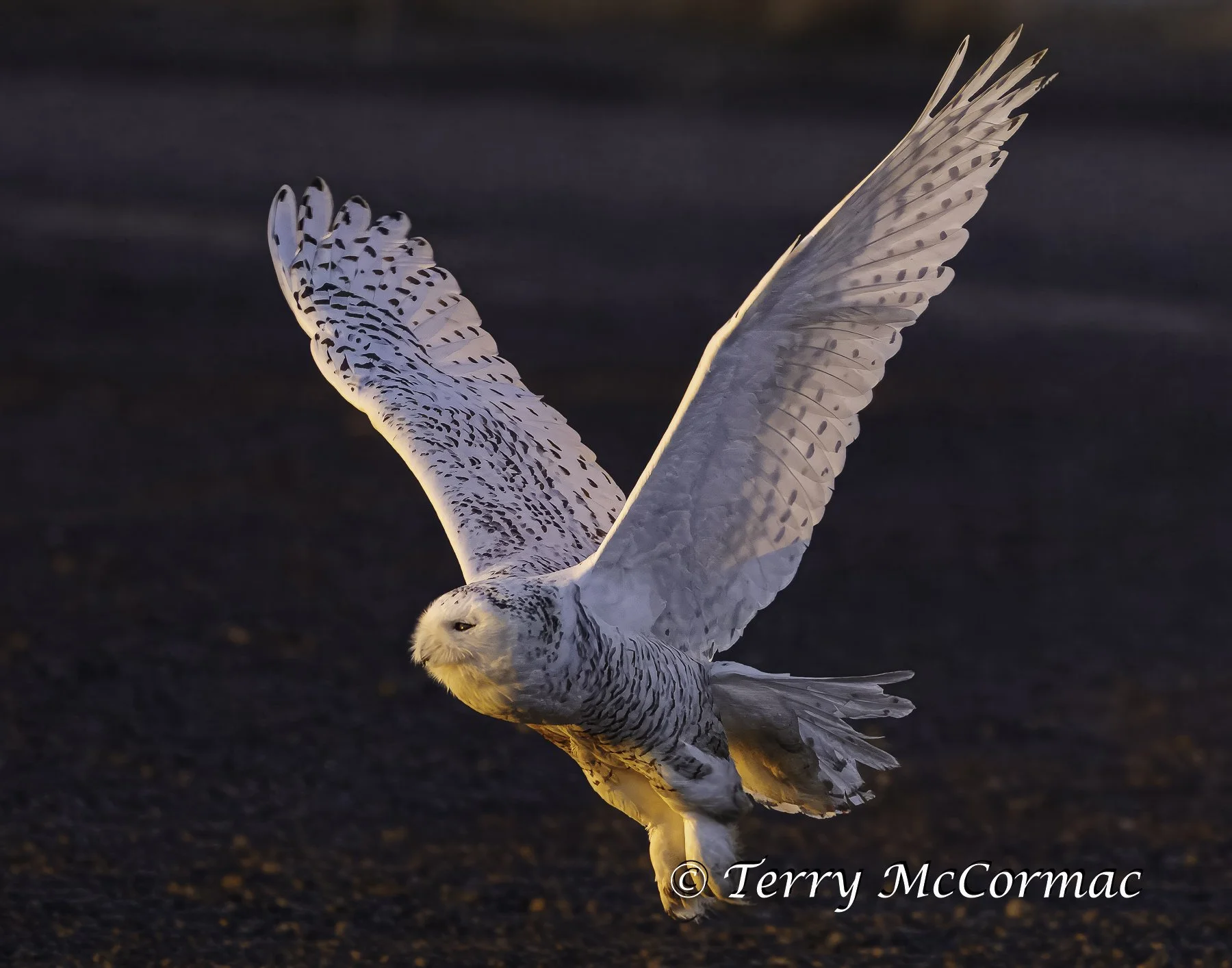 Snowy Owl, Washington State