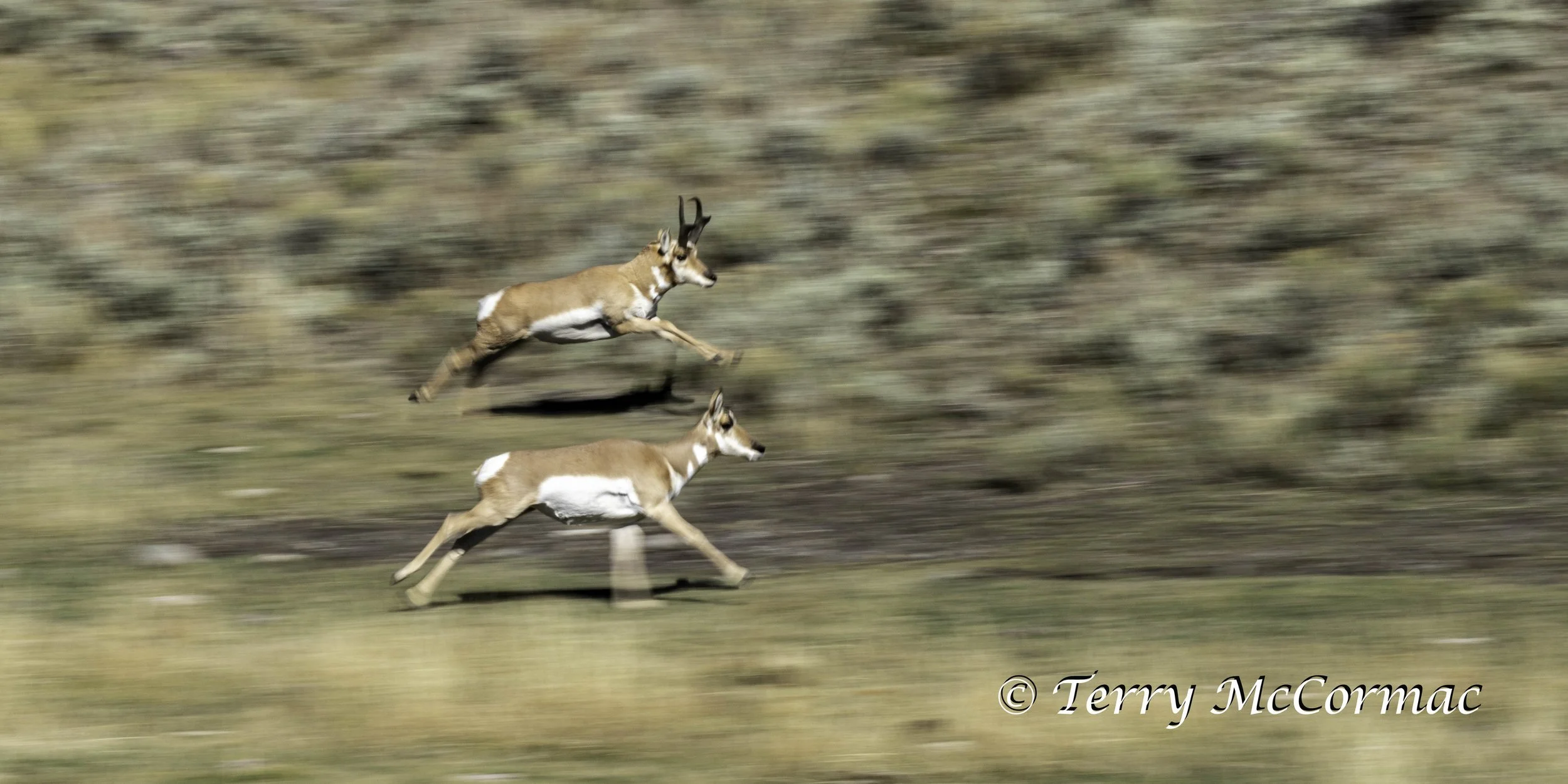Pronghorn on the run, Yellowstone National Park, WY