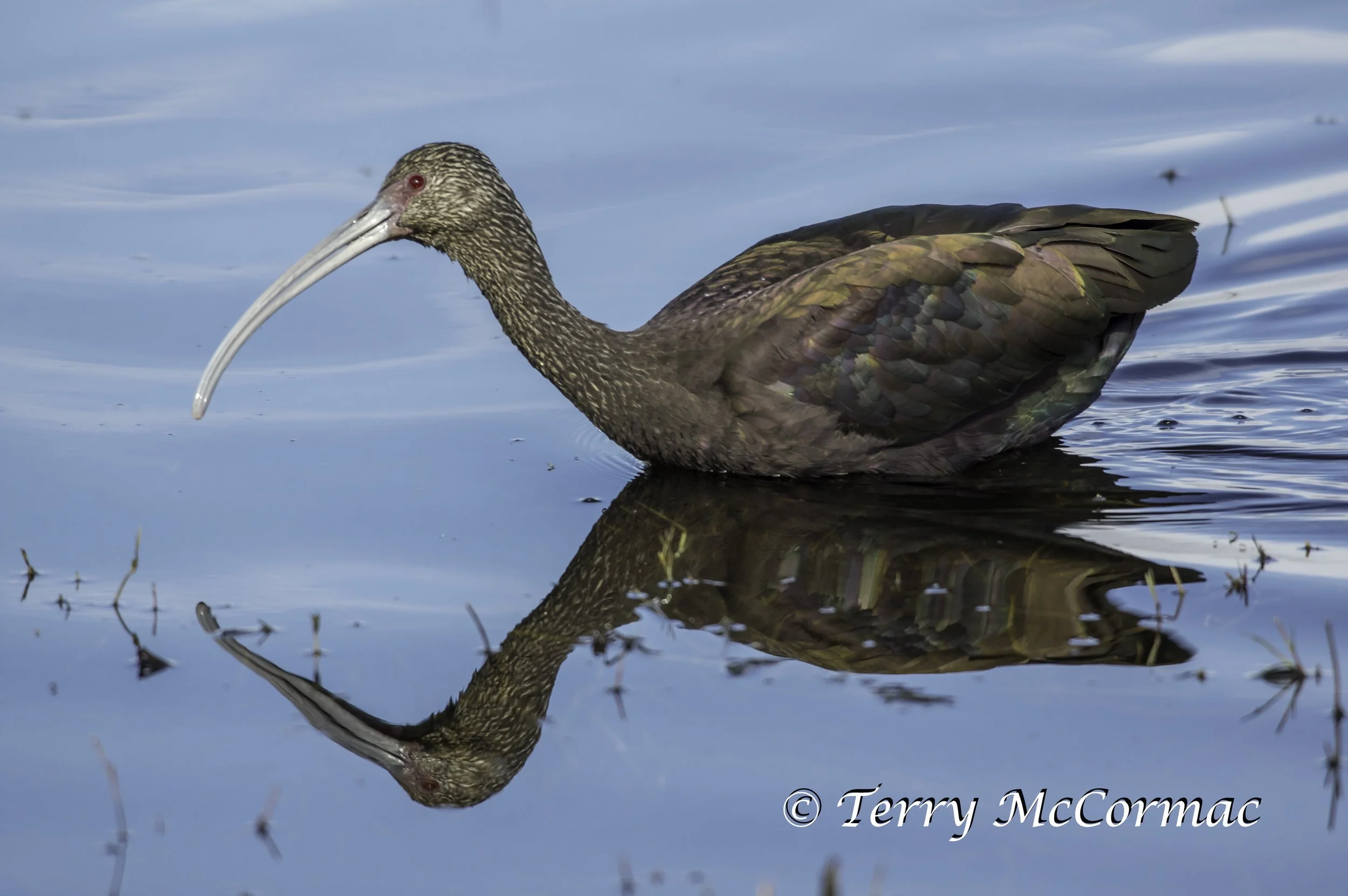 White-faced Ibis