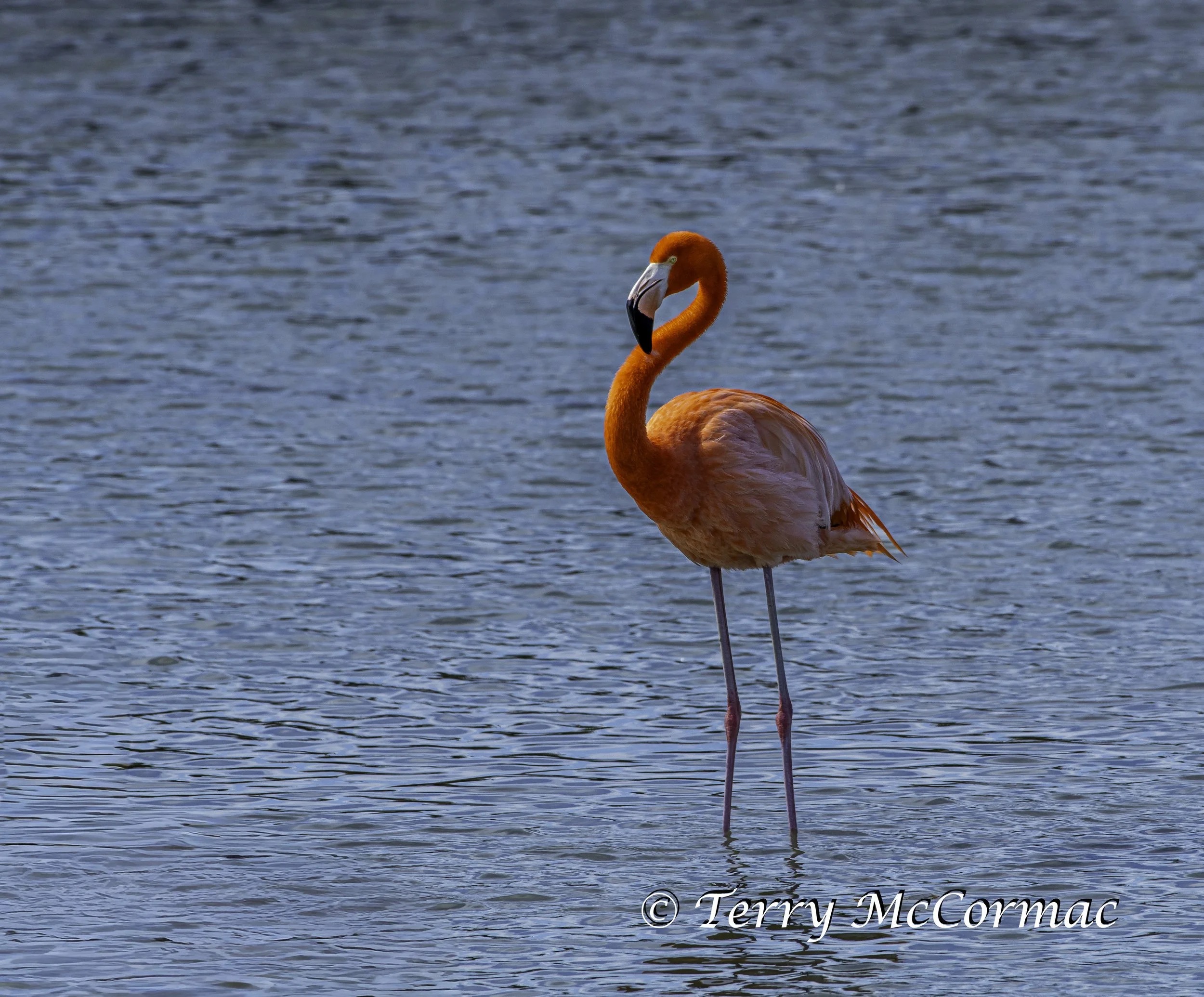 American Flamingo