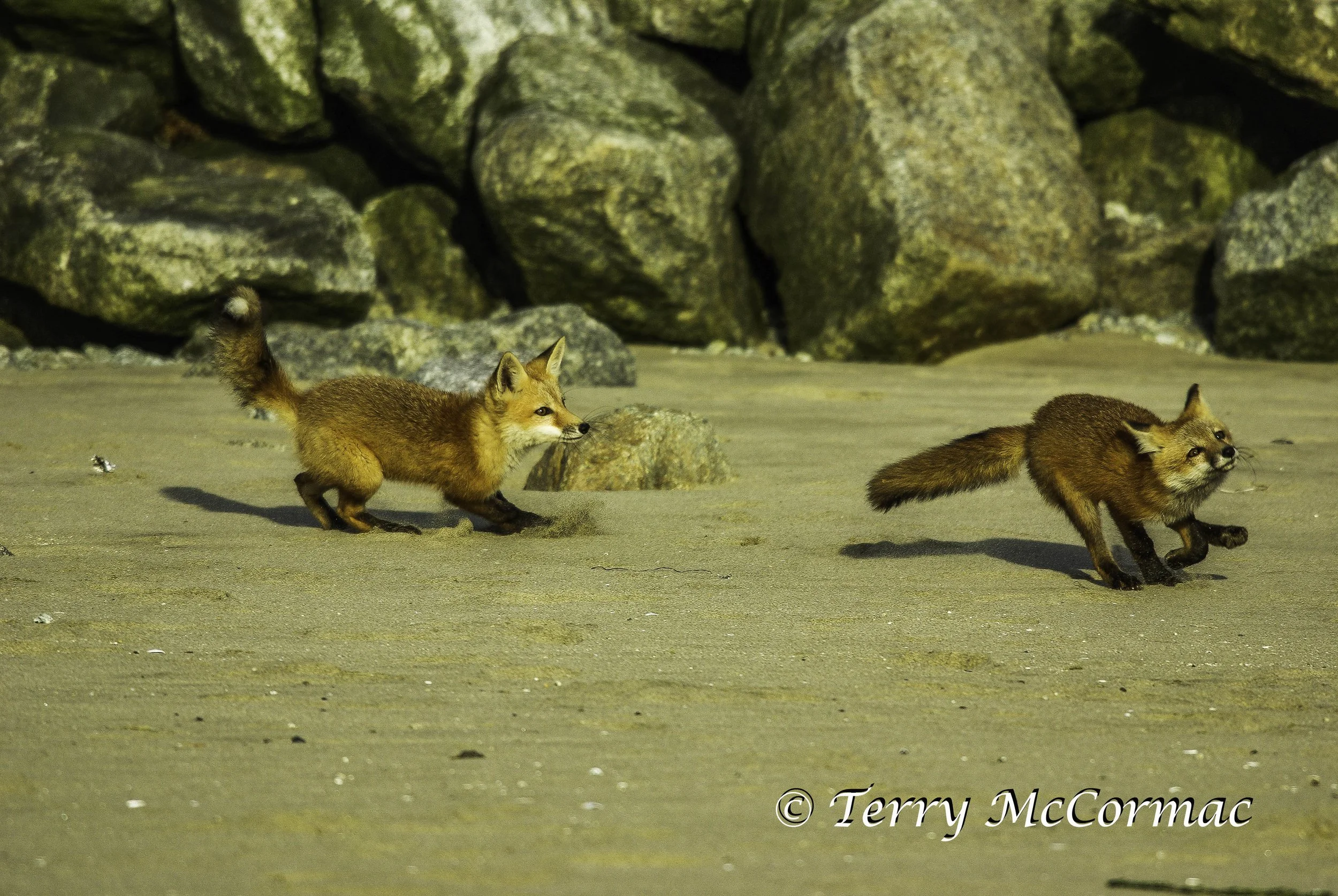 Red Foxes at Play, Moss Landing, CA