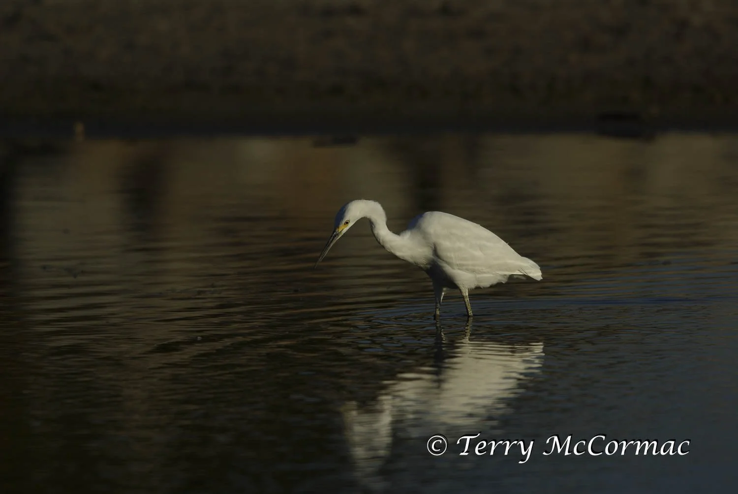 Snowy Egret Santa Cruz, CA