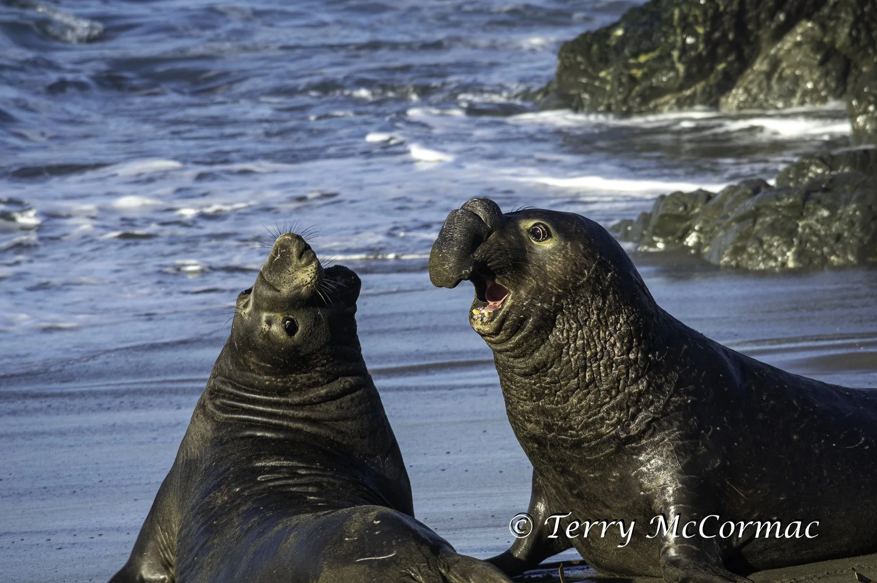 Male Northern Elephant Seals fighting, Piedras Blancas, CA