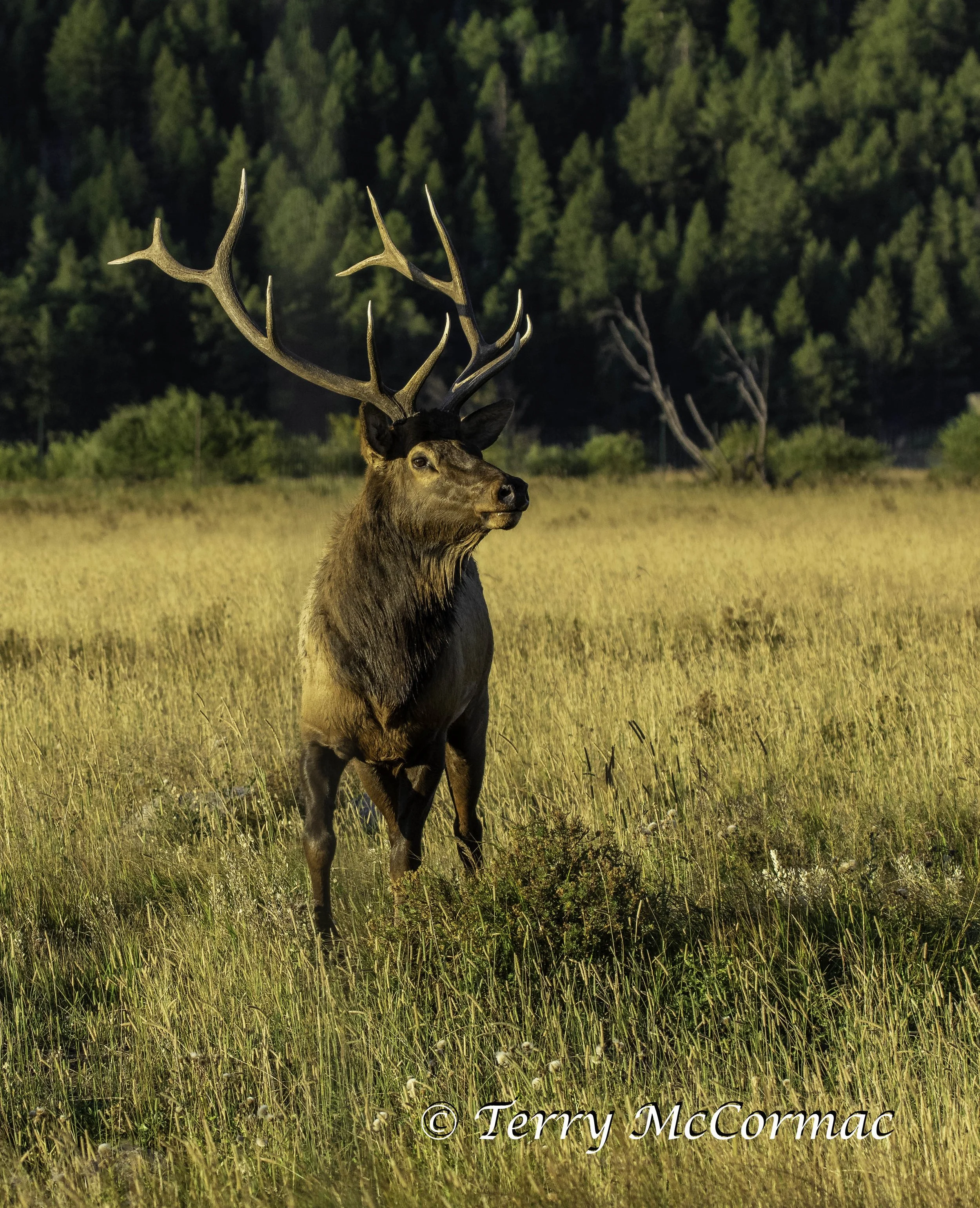 Bull Elk in the rutt Rocky Mountain National Park, CO