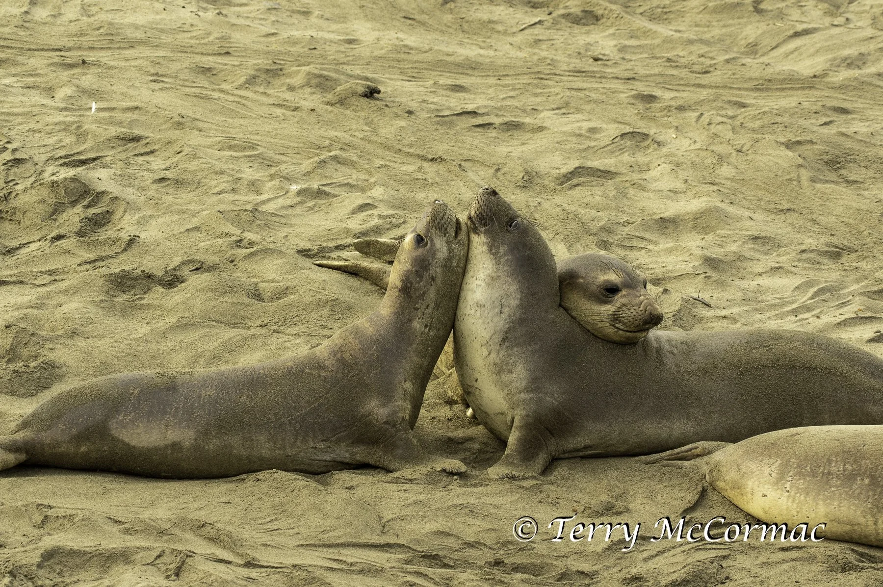 Young Northern Elephant Seal, Piedras Blancas, CA