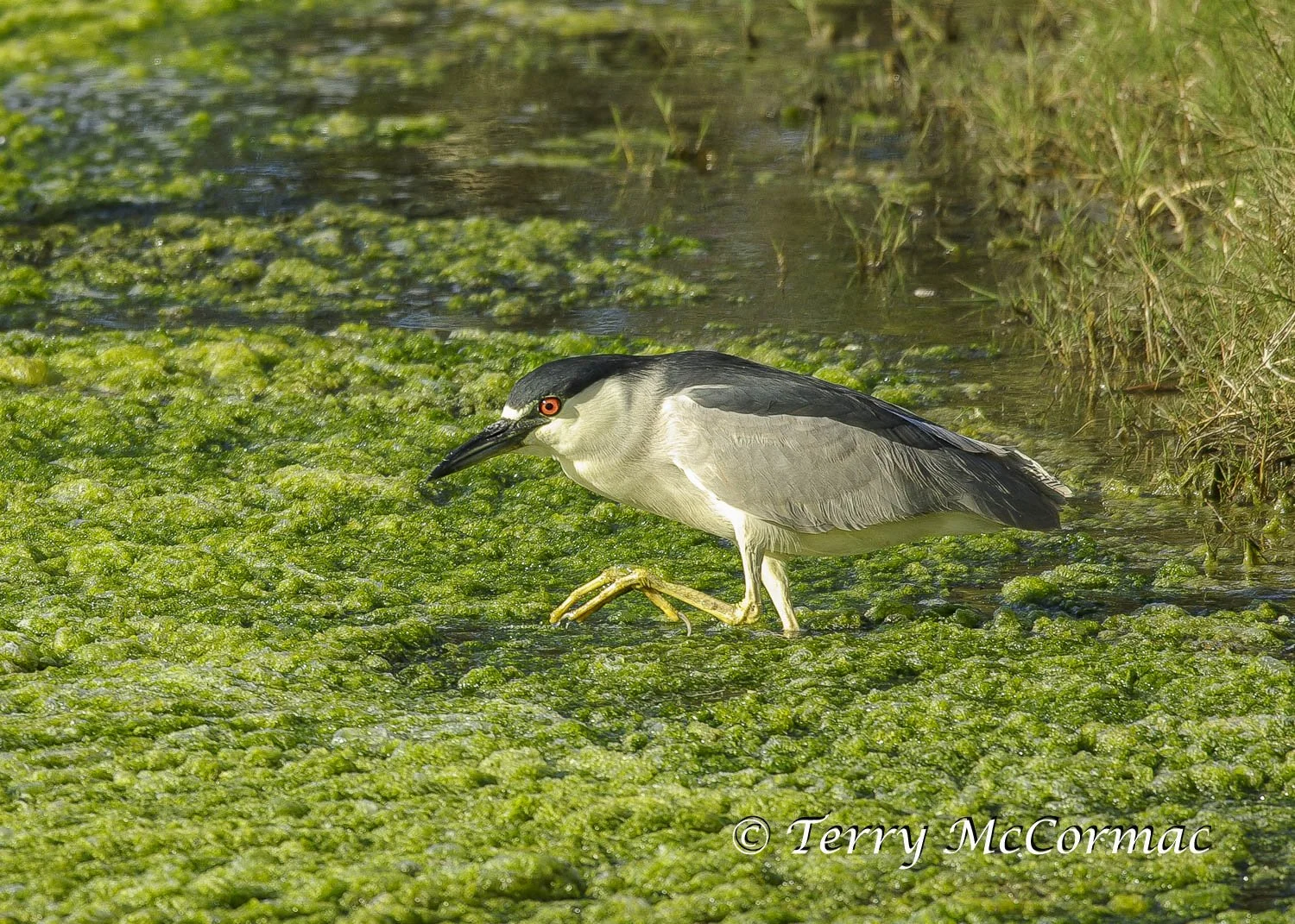 Black-Crowned Night Heron 
