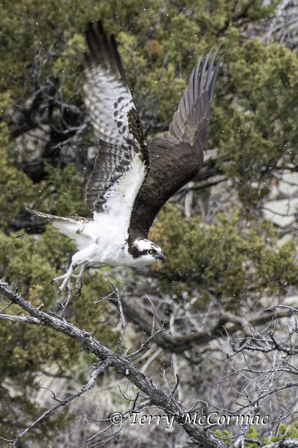 "Takeoff" Osprey, Yellowstone National Park, WY