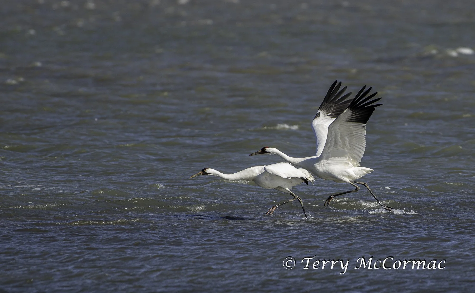 "Taking Flight!"