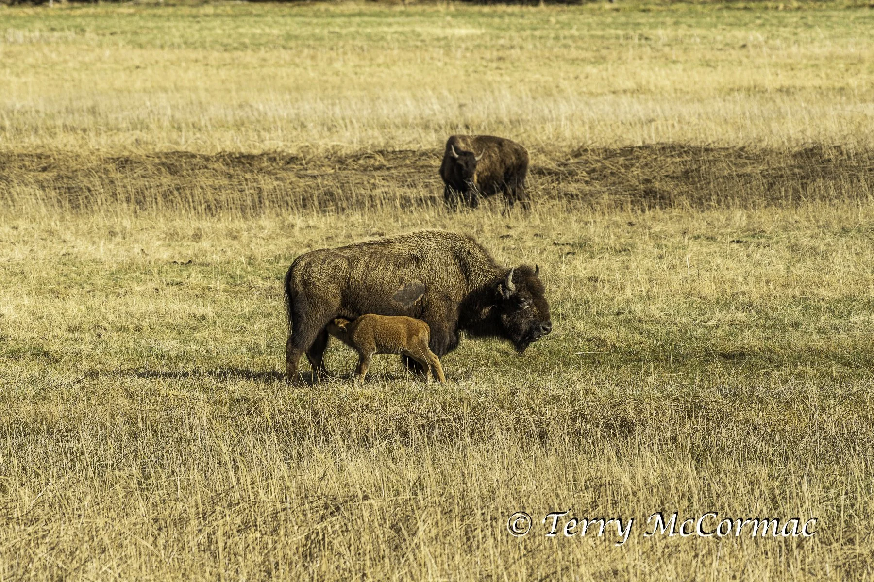 Bison nursing Yellowstone National Park, WY