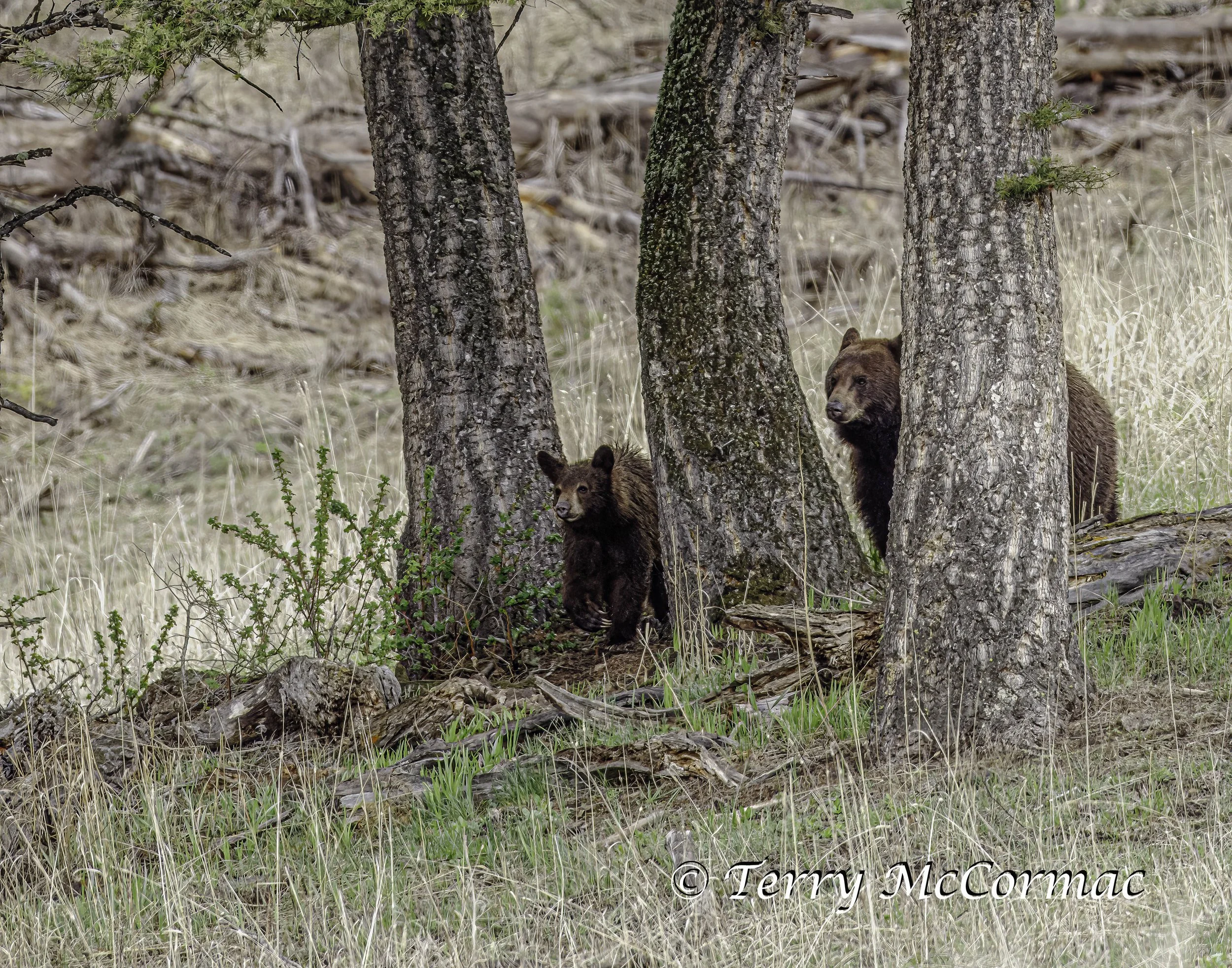 Black Bear mother with Cub Yellowstone National Park W