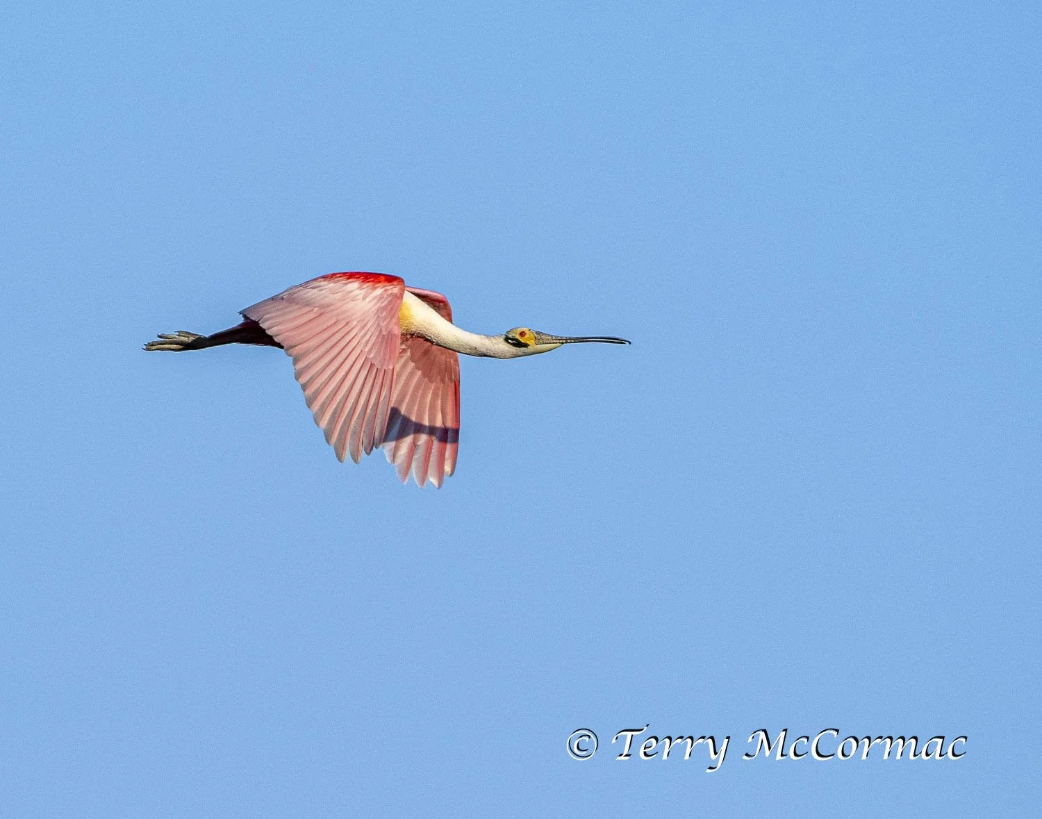 Roseate Spoonbill  High Island Rookery, Texas