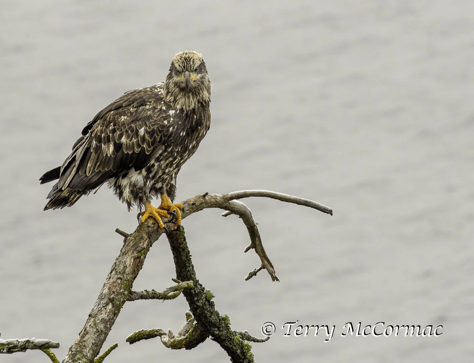 Juvenile Bald Eagle, Lake Coeur d'Alene, Idaho