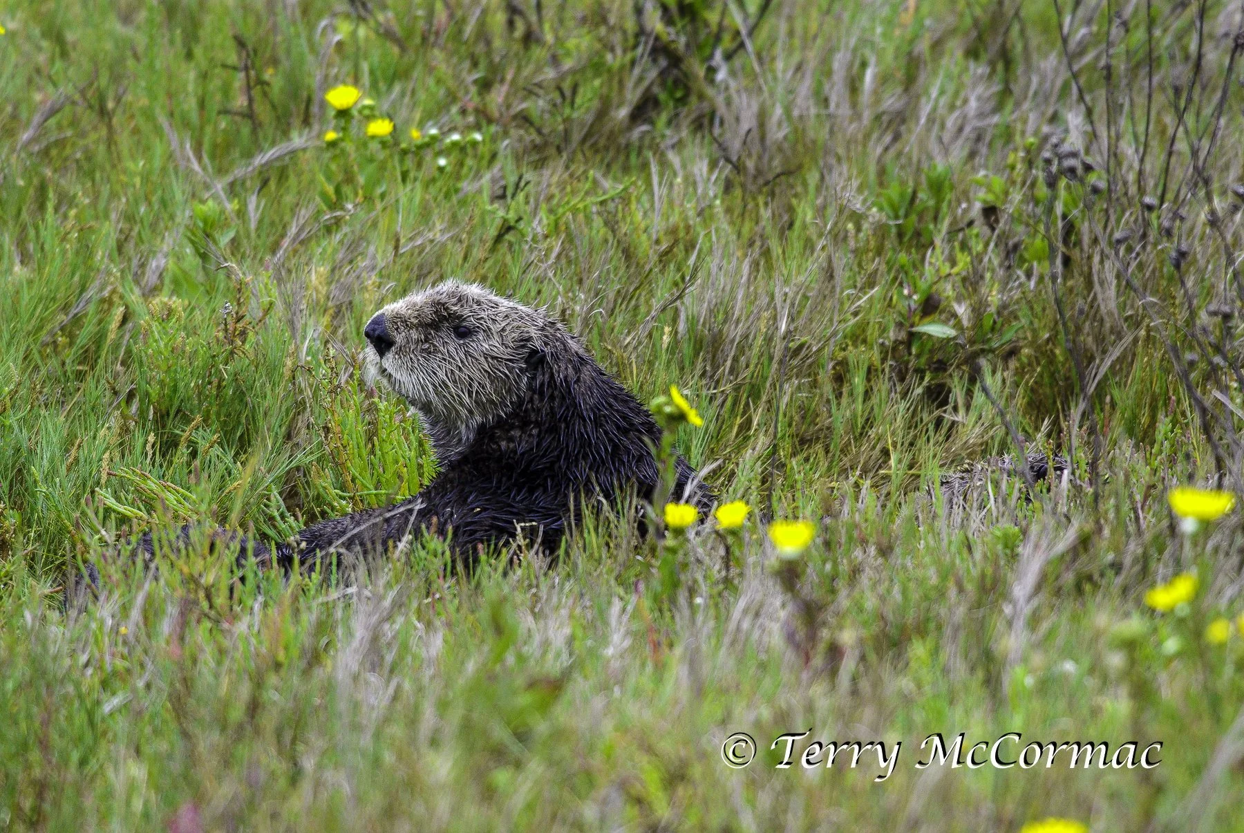 Sea Otter, Moss Landing, CA