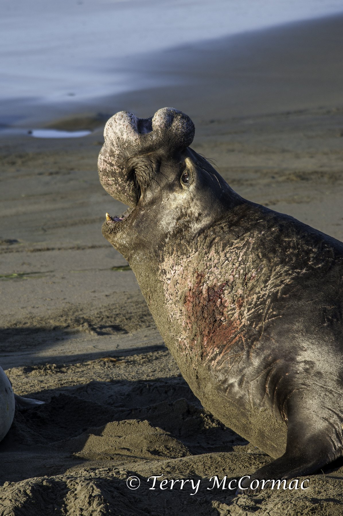Male Northern Elephant Seal, Piedras Blancas, CA