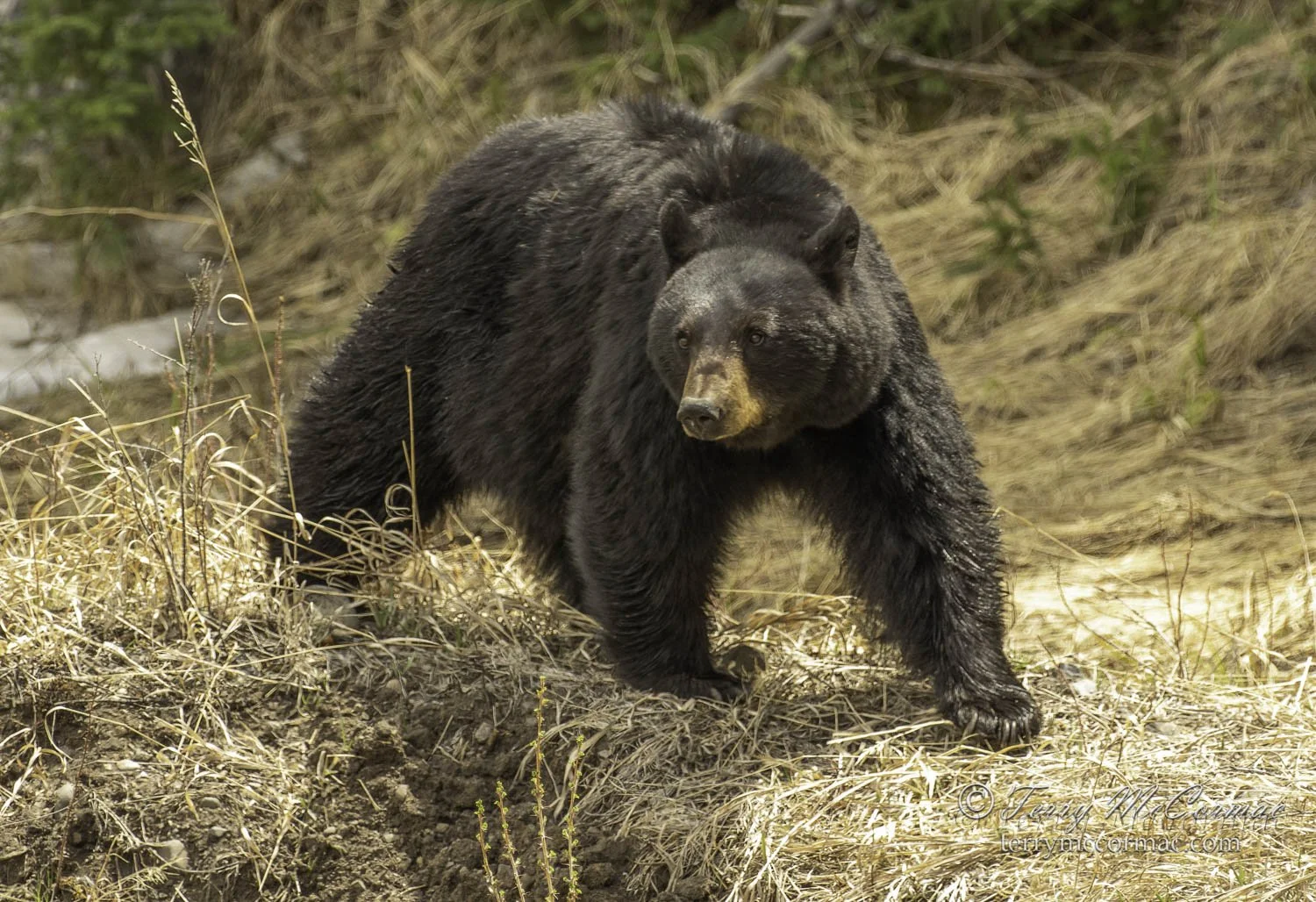 Bears