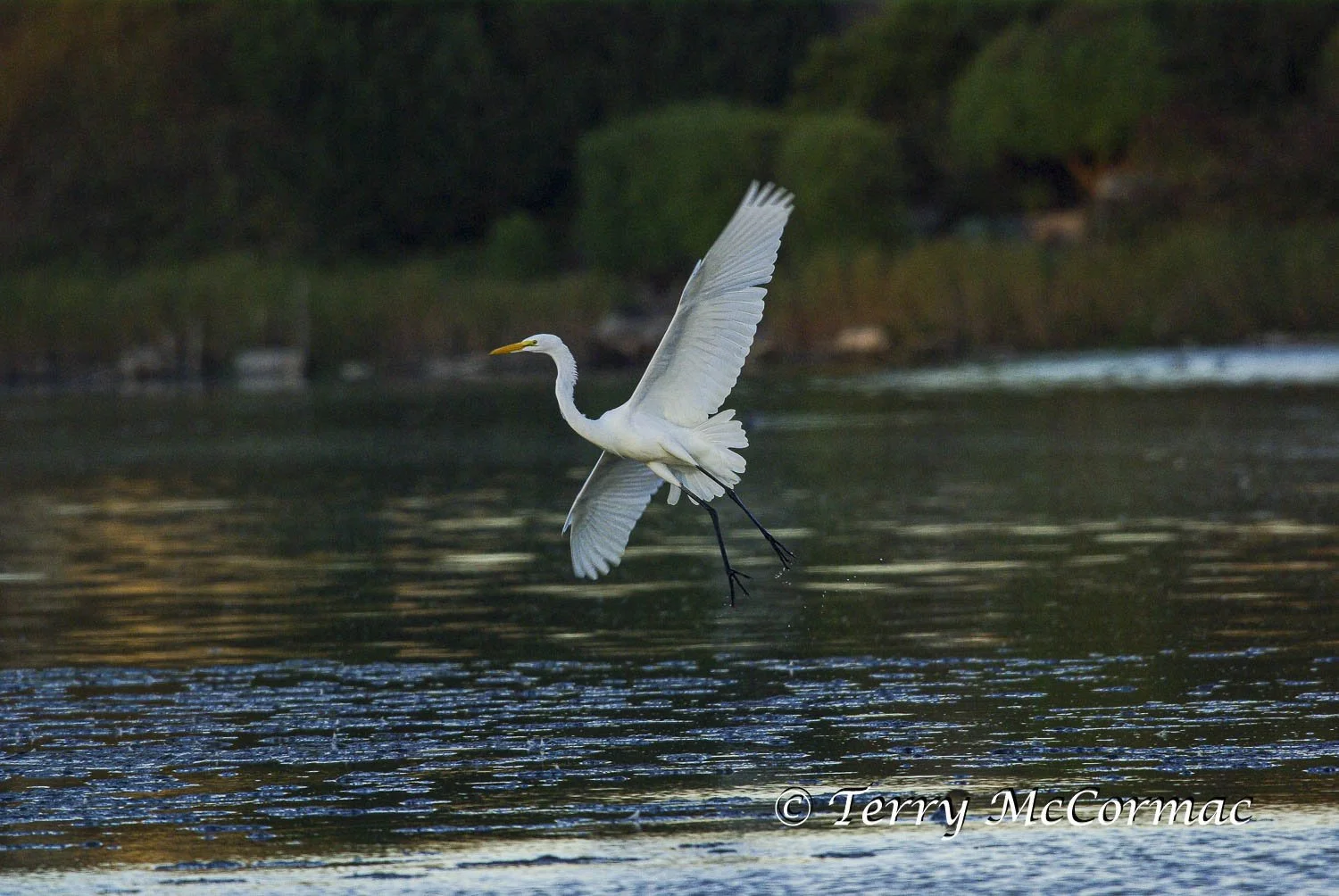 Great Egret in flight, California