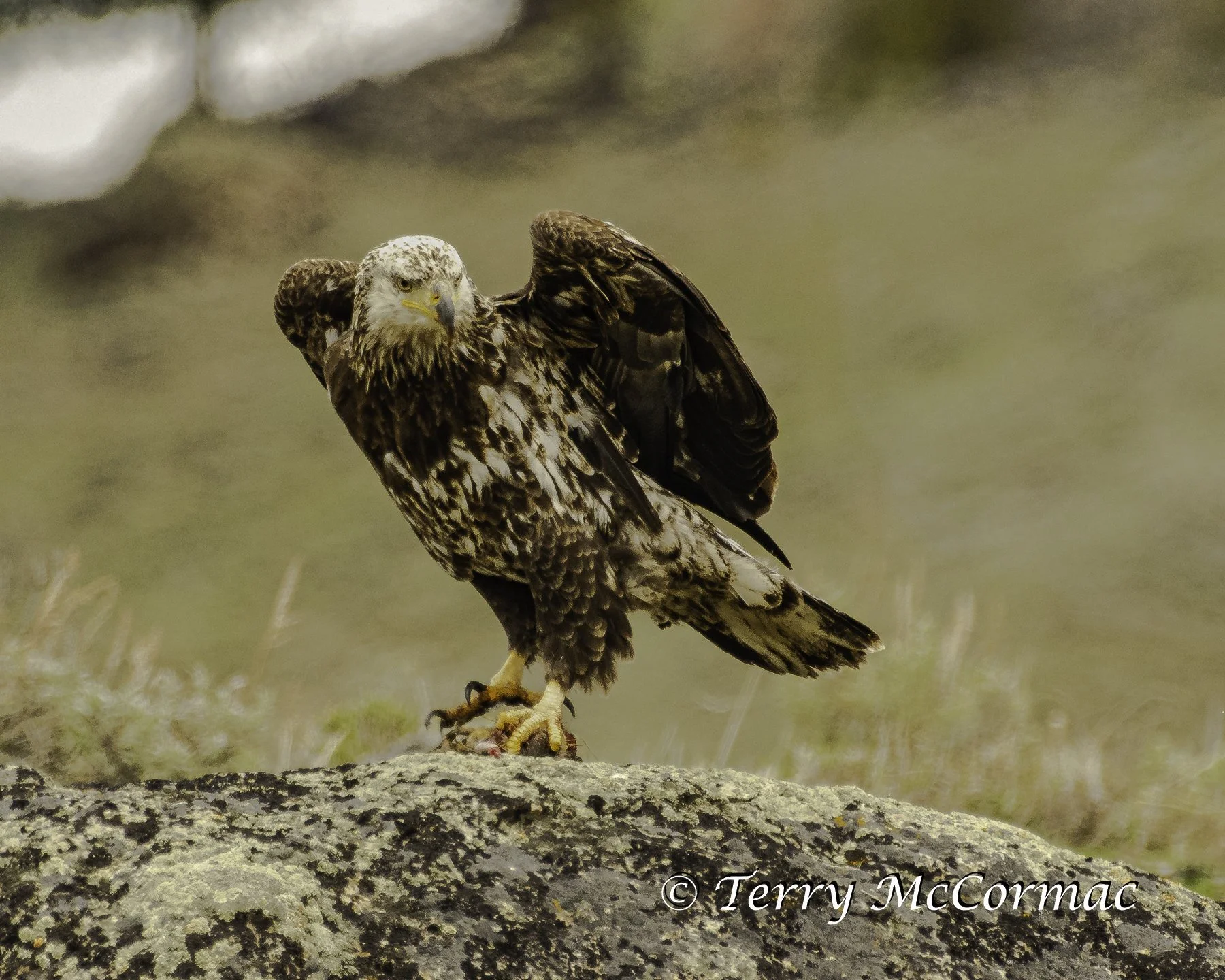 Young Bald Eagle, Yellowstone National Park, WY