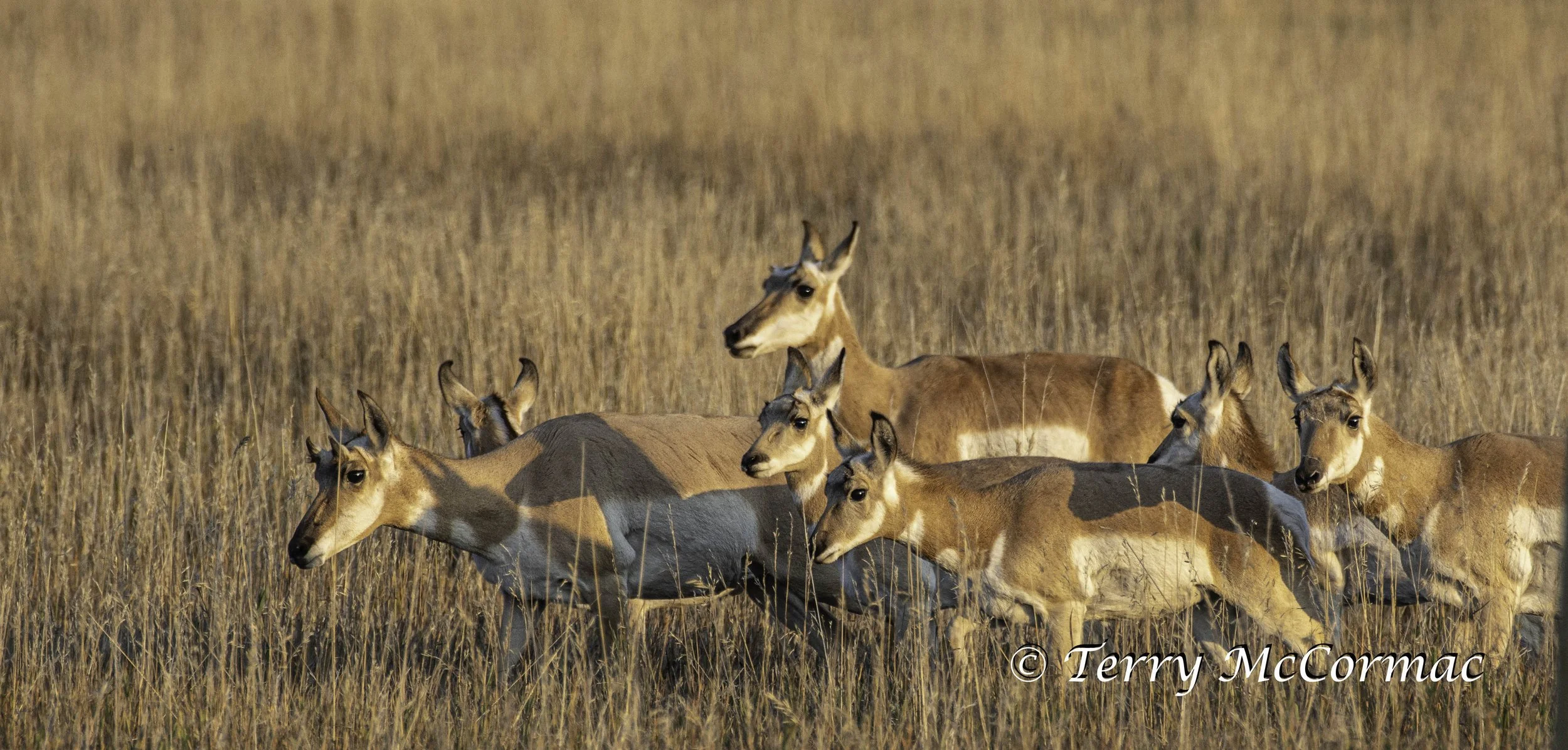 Pronghorn, Grand Teton National Park Wy