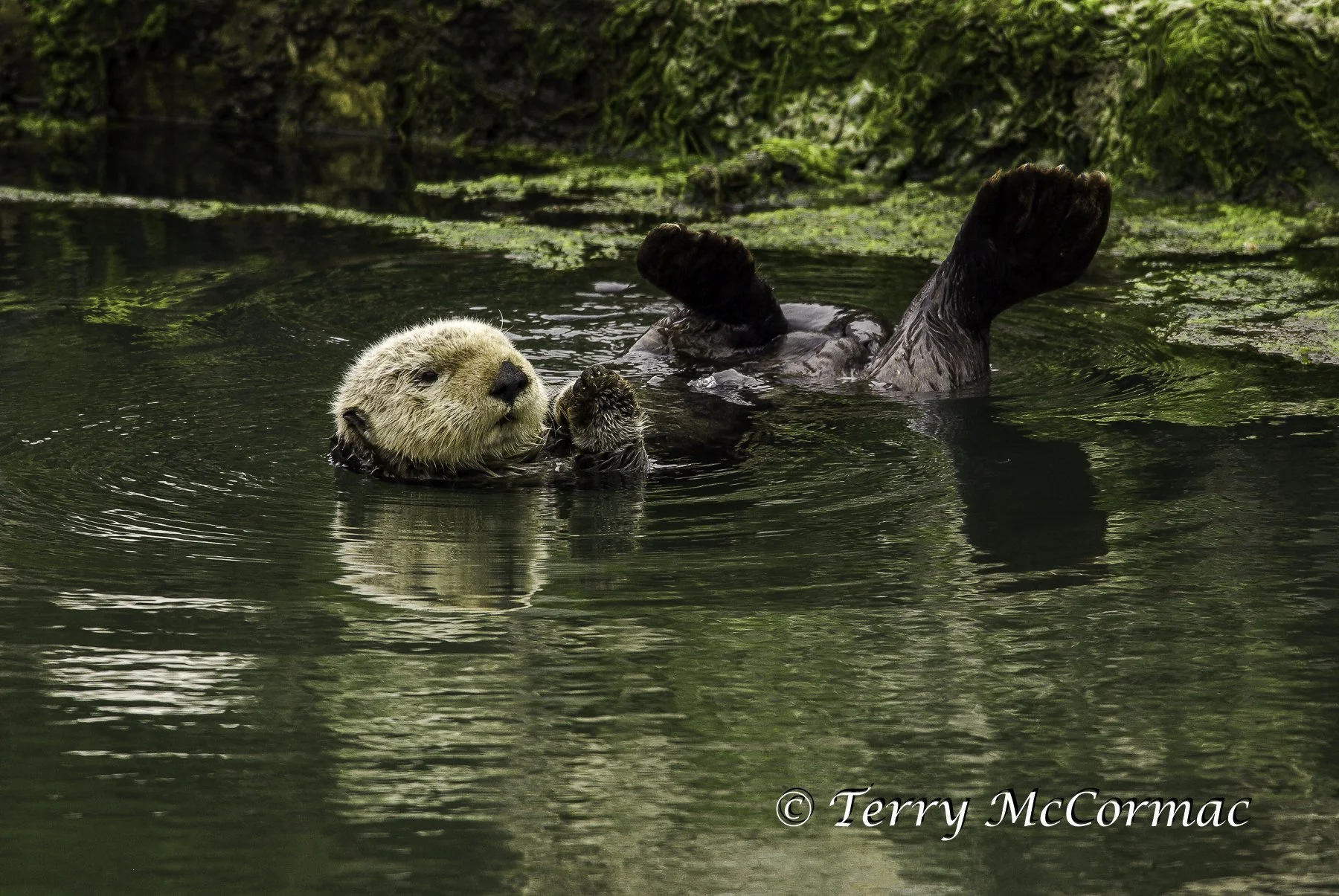 Sea Otter, Moss Landing, CA
