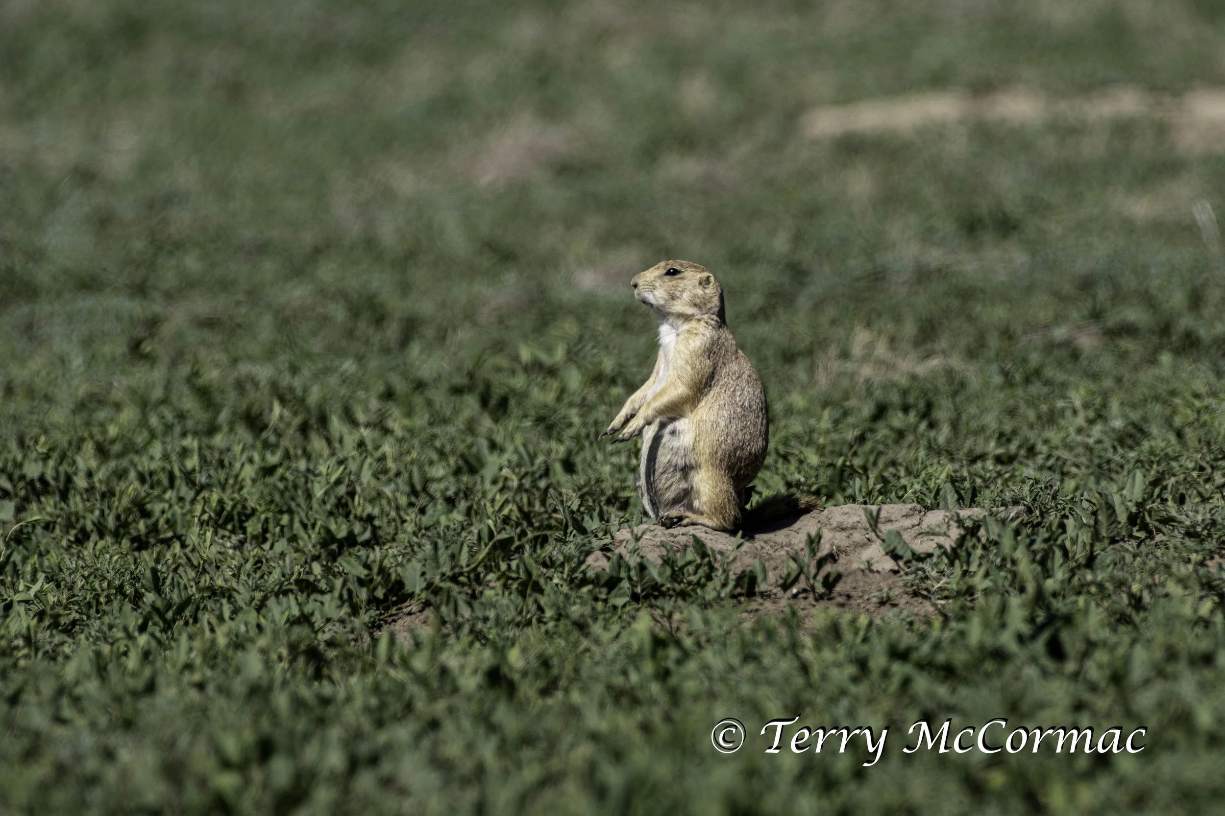 Black-Tailed Prairie Dog, Devils Tower, Wyoming