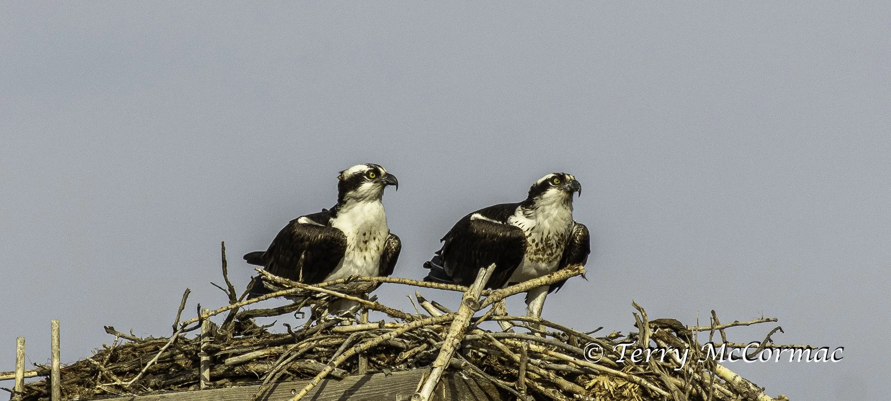 Osprey nest building, McNary National Wildlife Refuge, WA