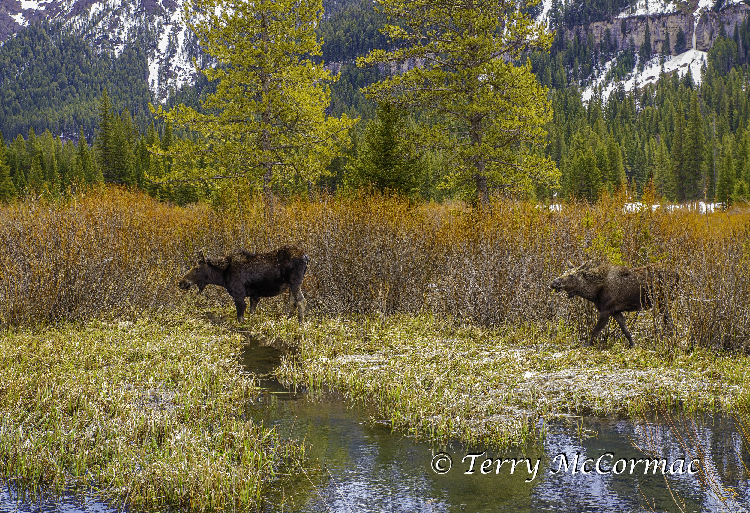 Female Moose with calf, Outside Yellowstone National Park