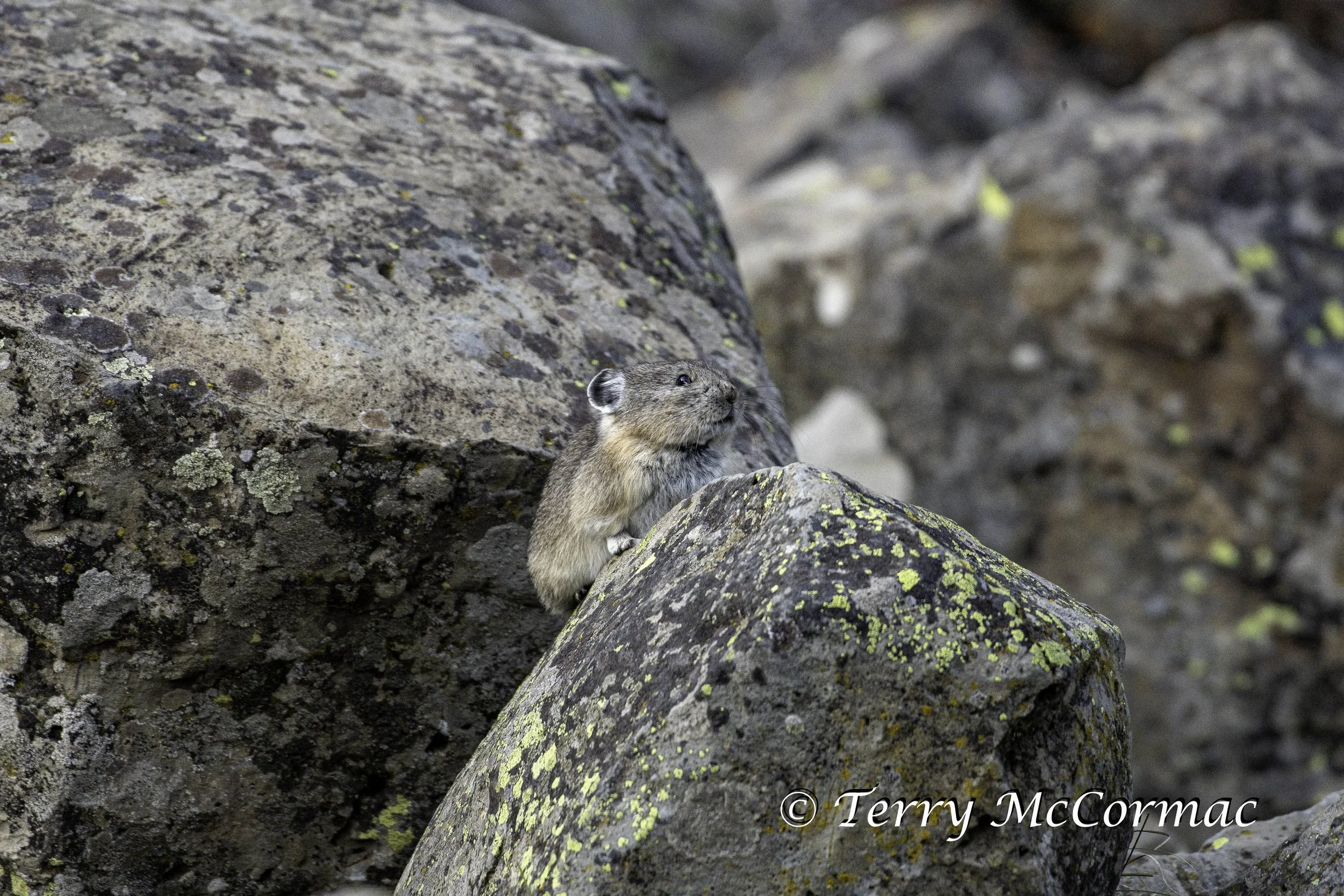 Pika, Yellowstone National Park, WY