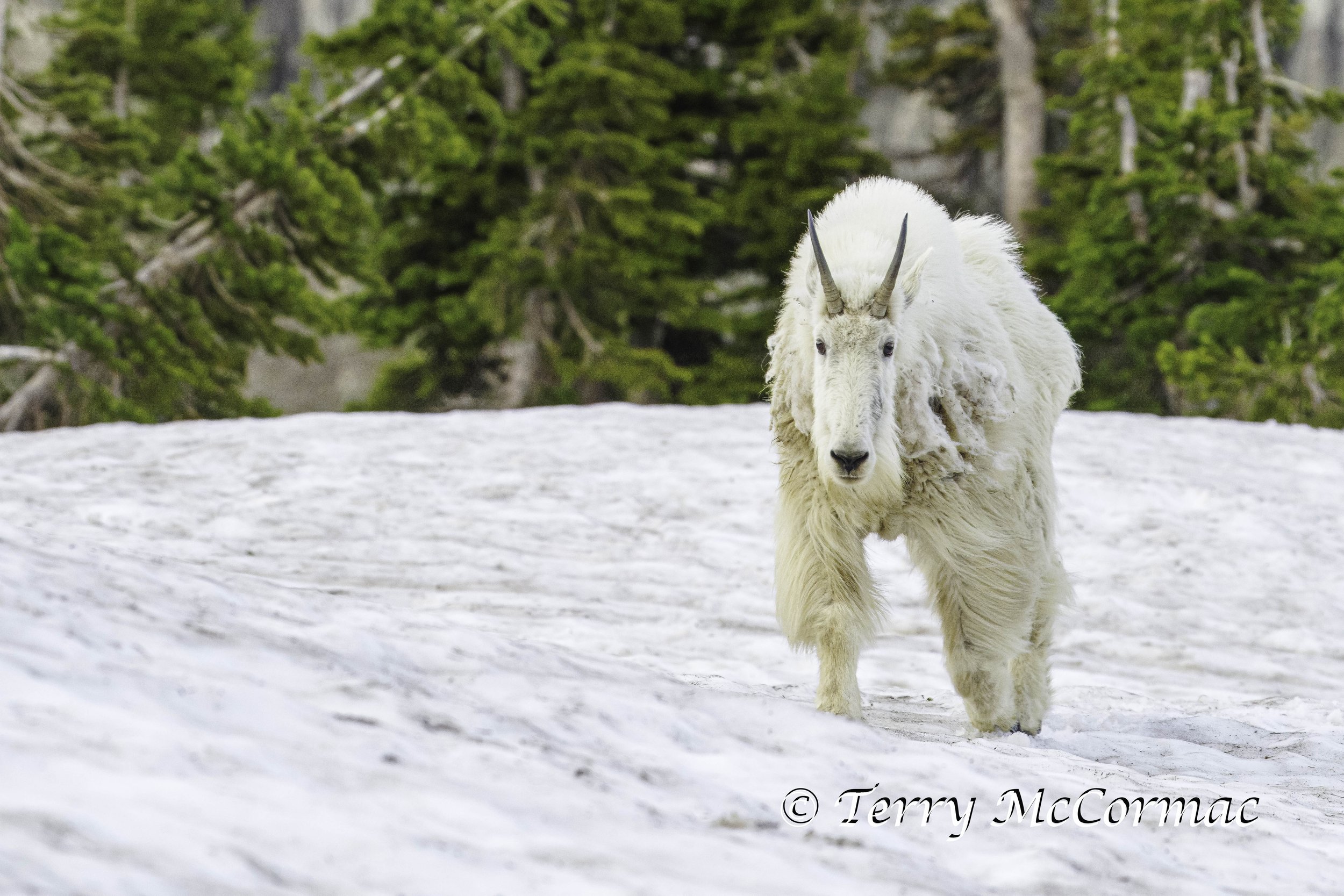 Mountian Goat, Glacier National Park, Montana