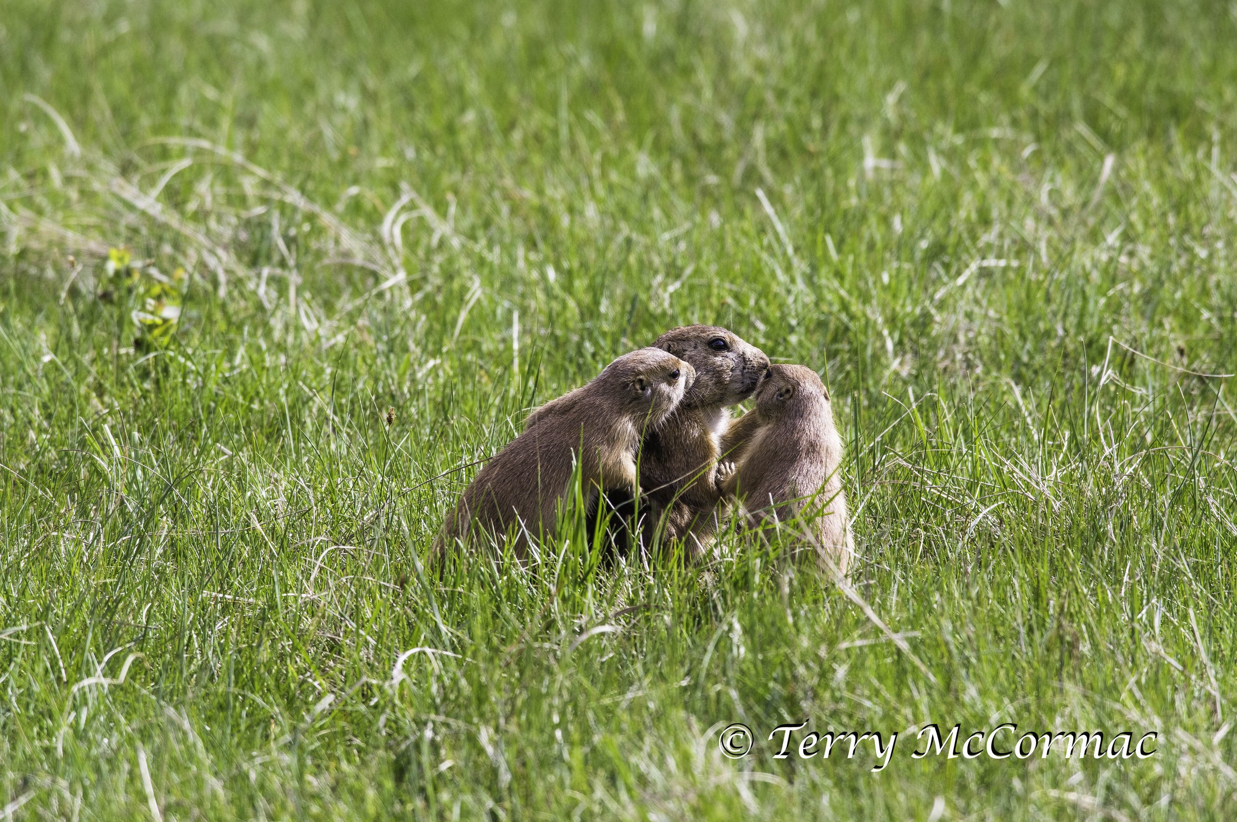 Black-Tailed Prairie Dog, Custer State Park, SD
