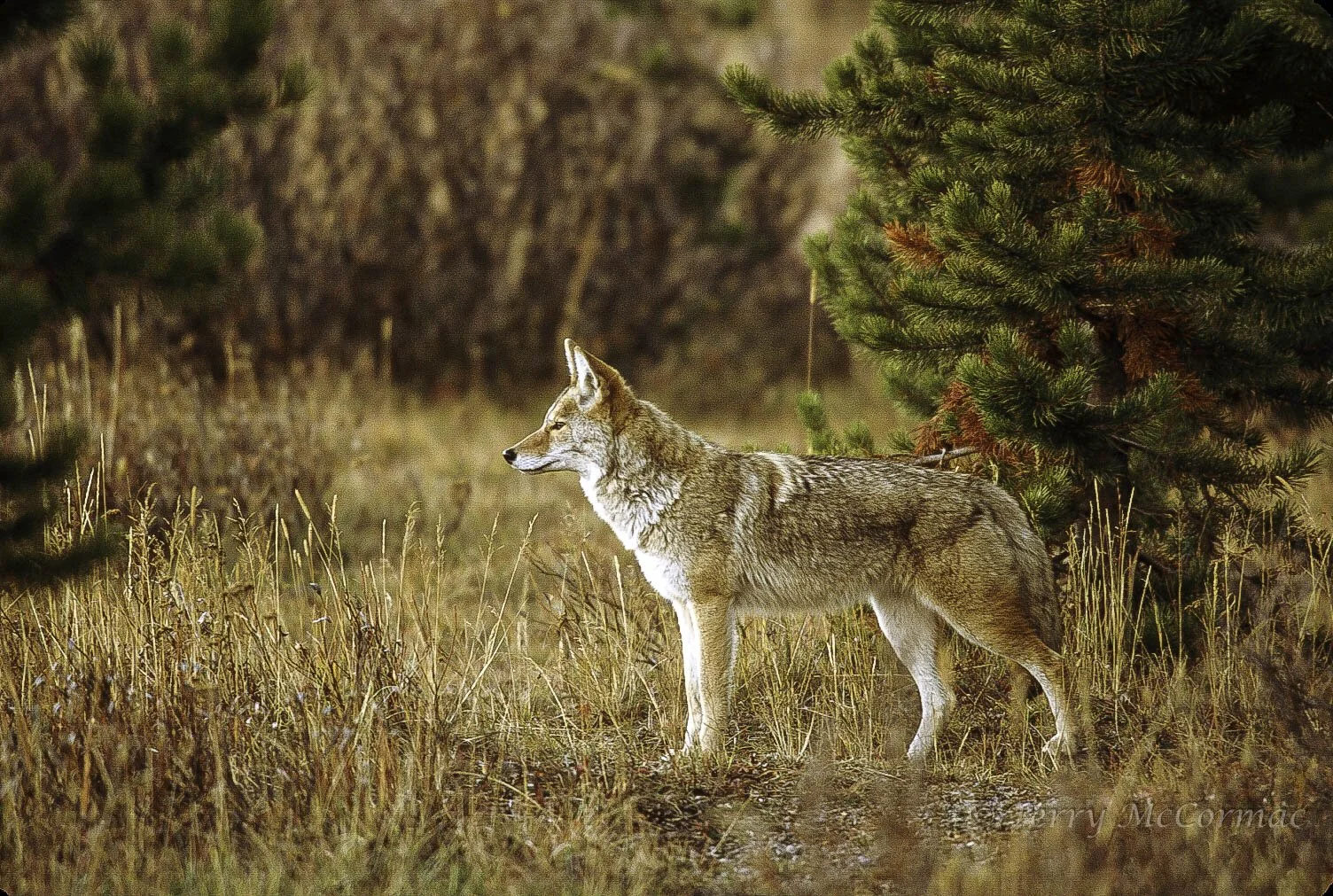 Coyote, Yellowstone National Park, Wyoming