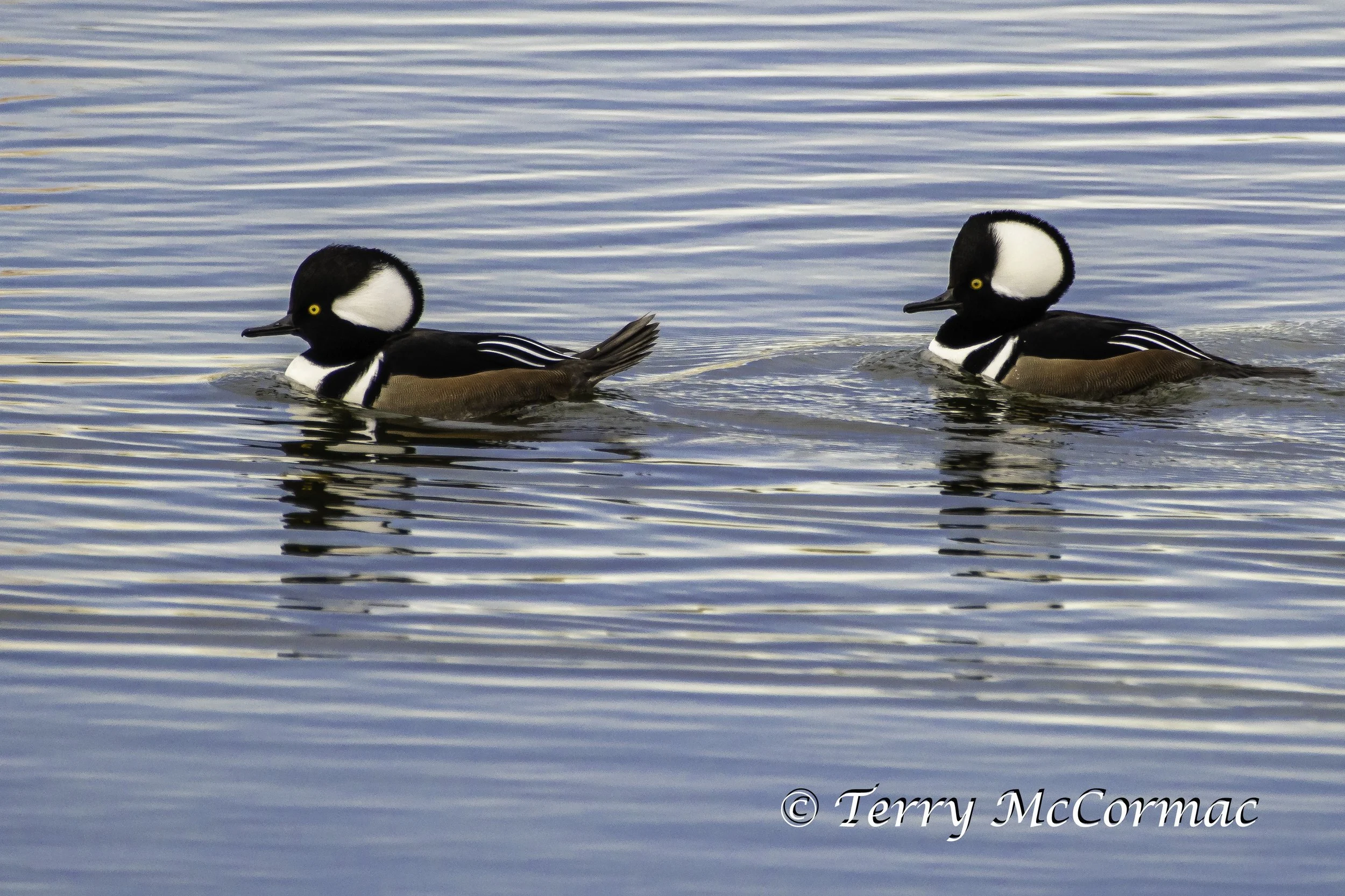 Hooded Merganser