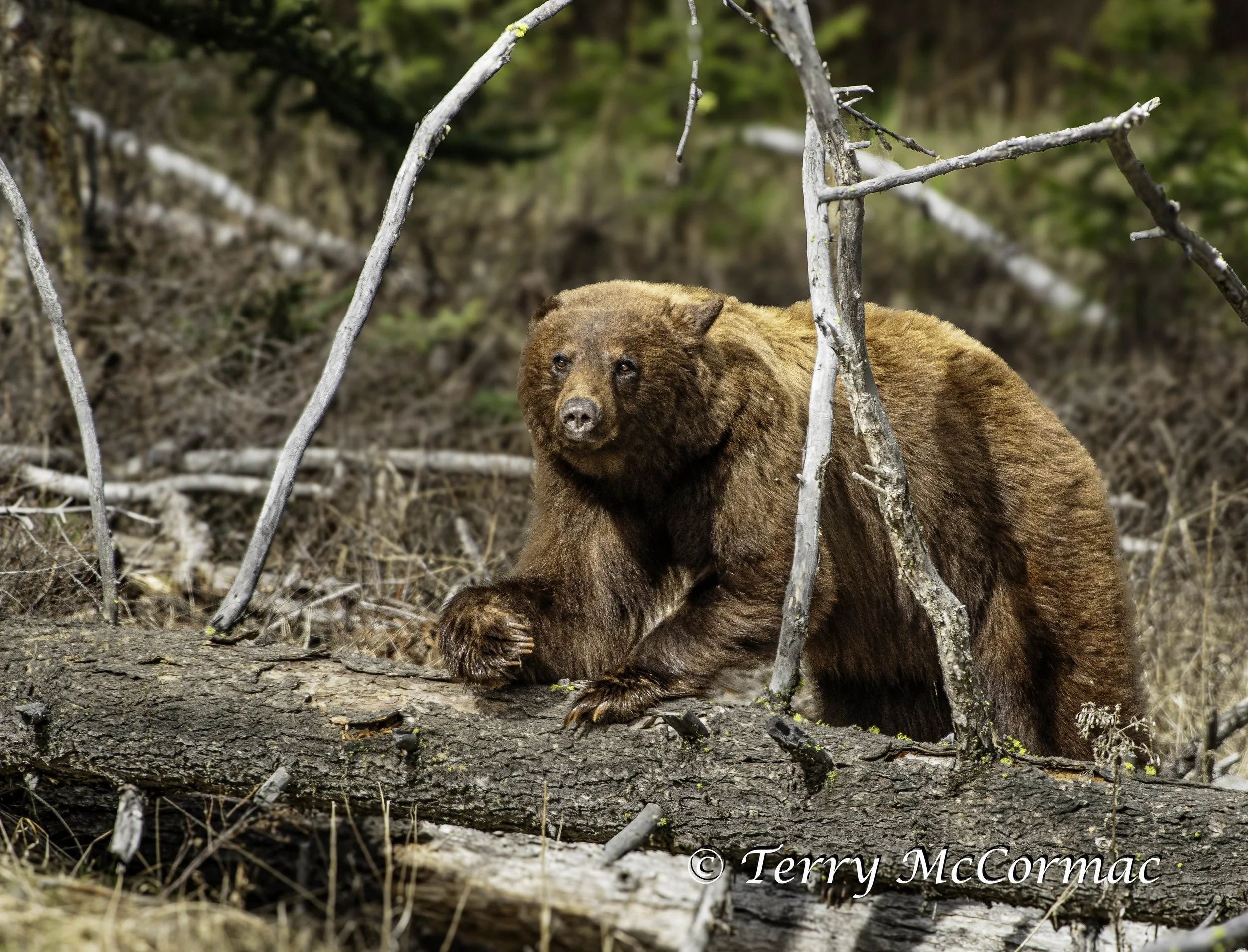 Cinnamon  Black Bear, Yellowstone National Park, WY
