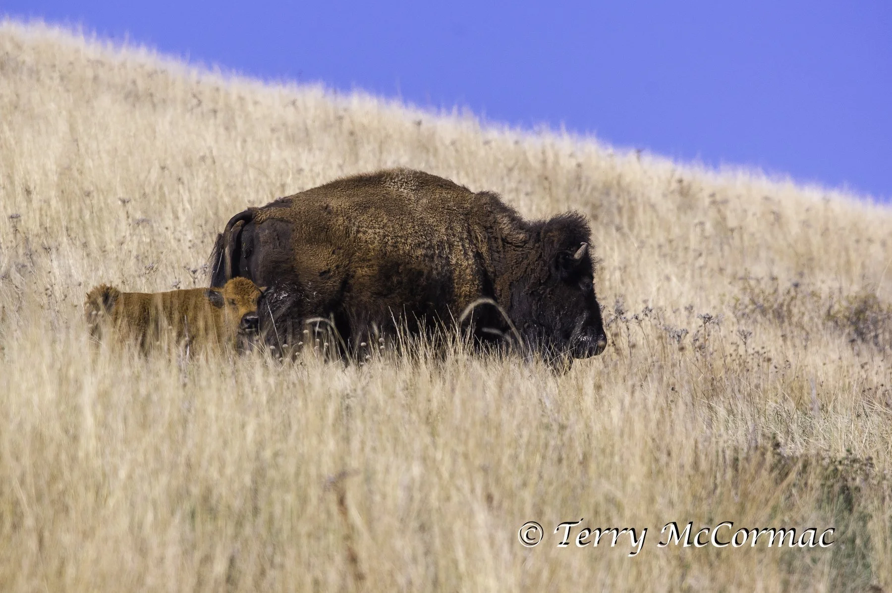 Bison with calf Custer State Park, South Dakota