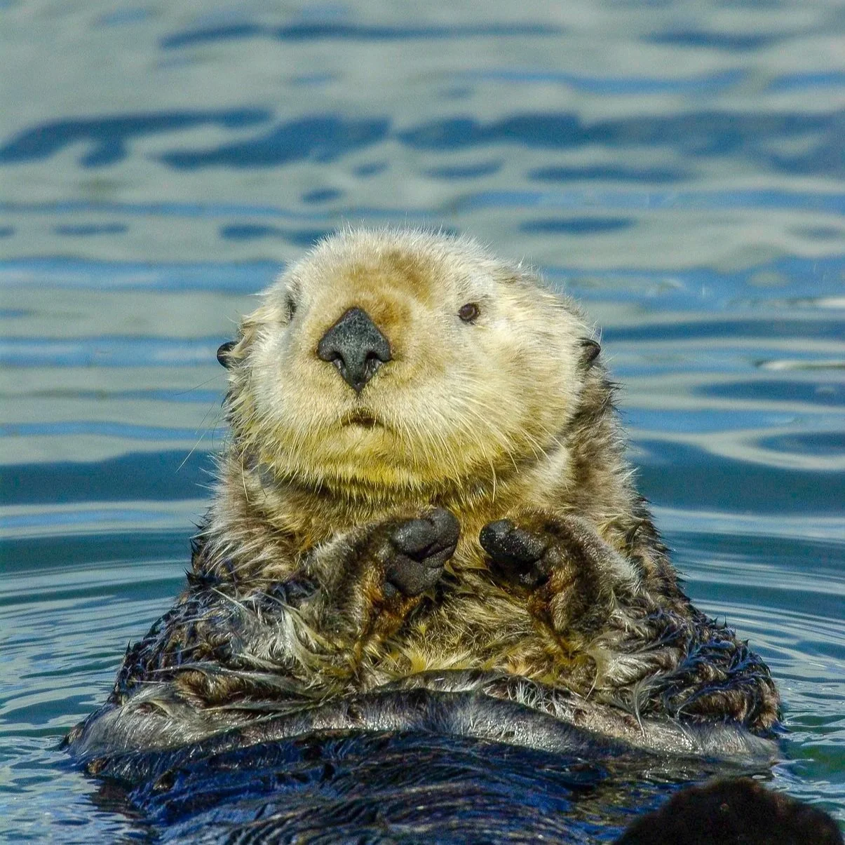 Marine Mammals