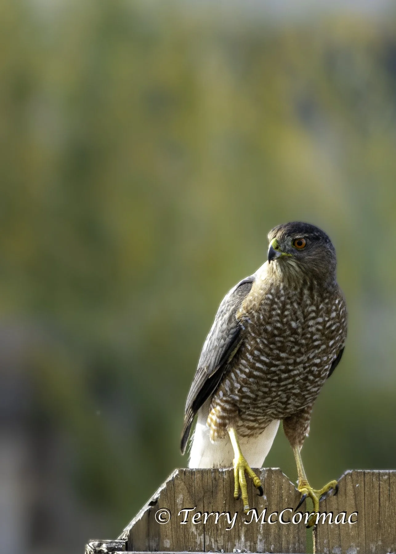 Cooper's Hawk Kennewick Washington